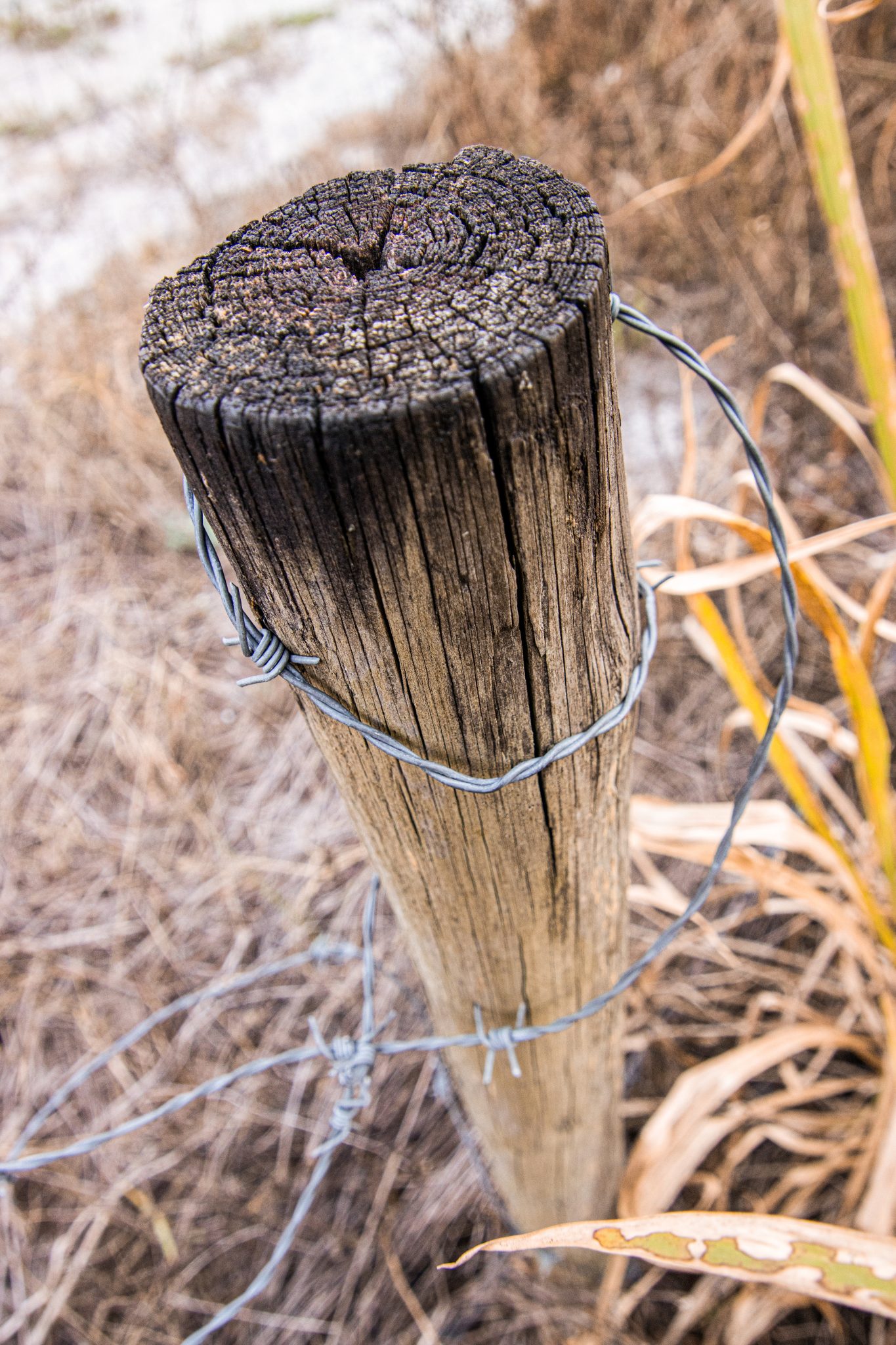 Fence post with barbed wire