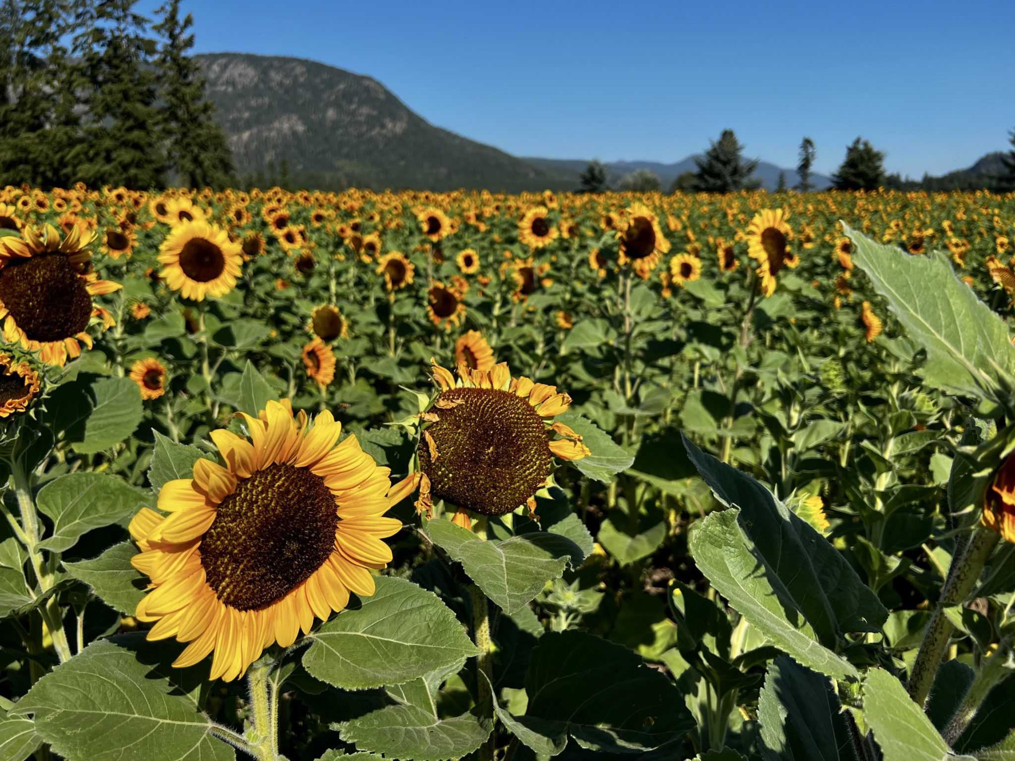 Field of Solana Number 12 sunflowers at a flower farm in August 2022 - photo by Mary Jane Duford