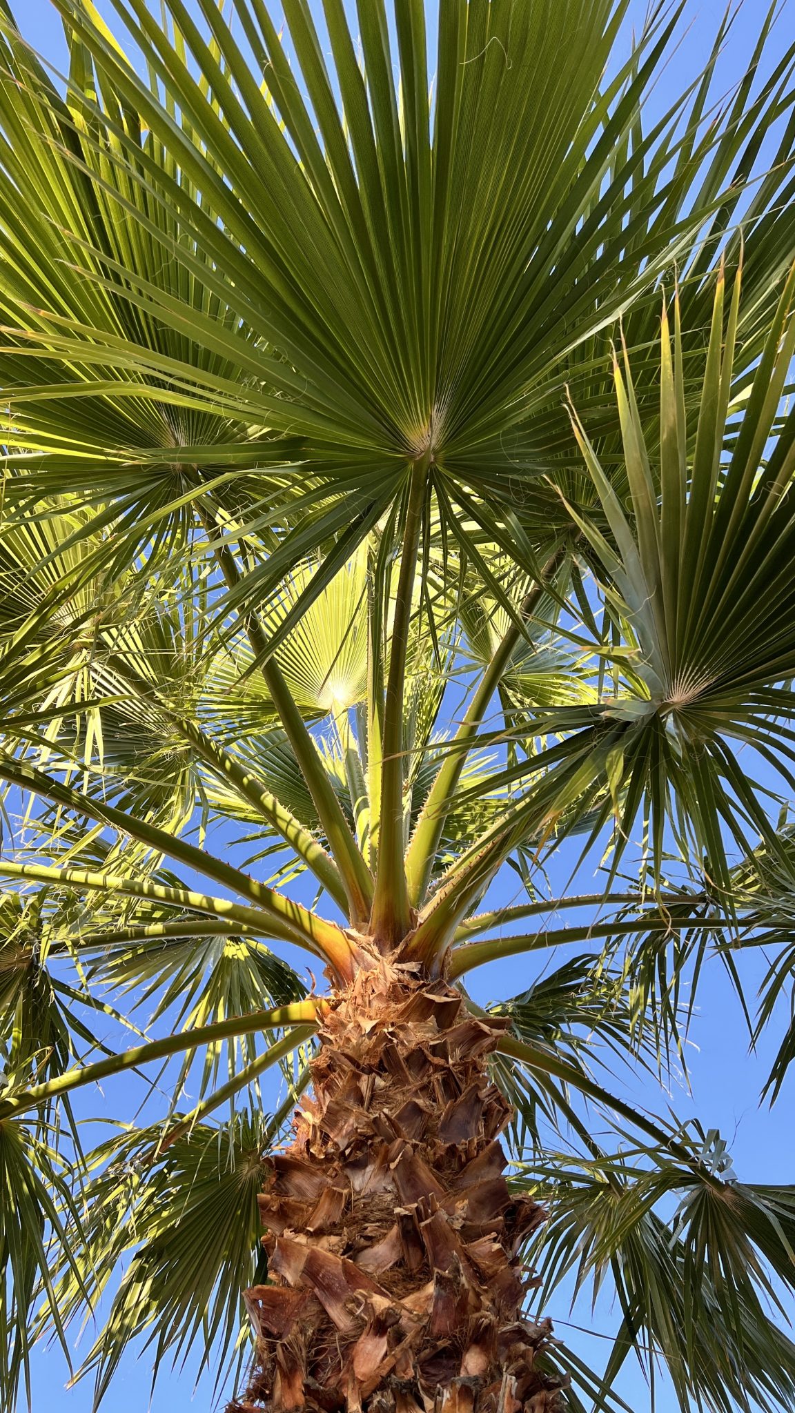Palm Tree Against A Blue Sky