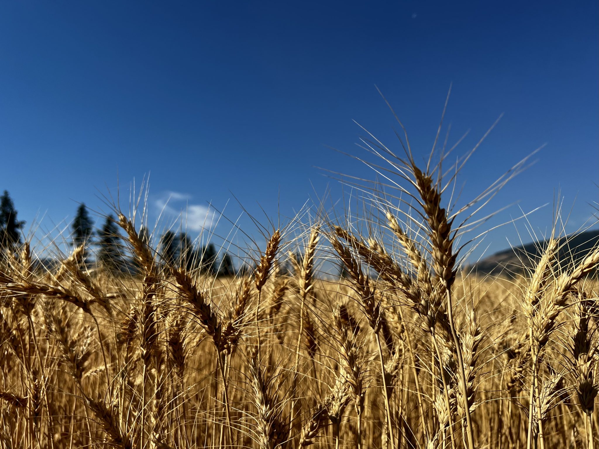 Wheat field during harvest season (farming, agriculture, harvest, autumn)