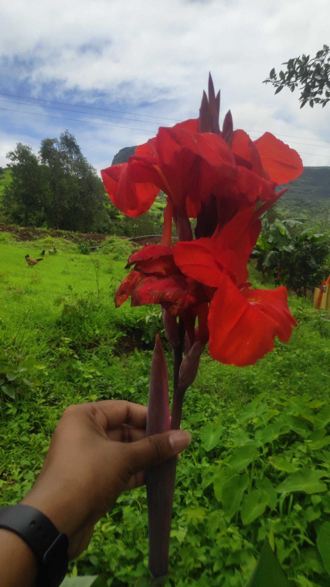 Canna Plant Red Flower