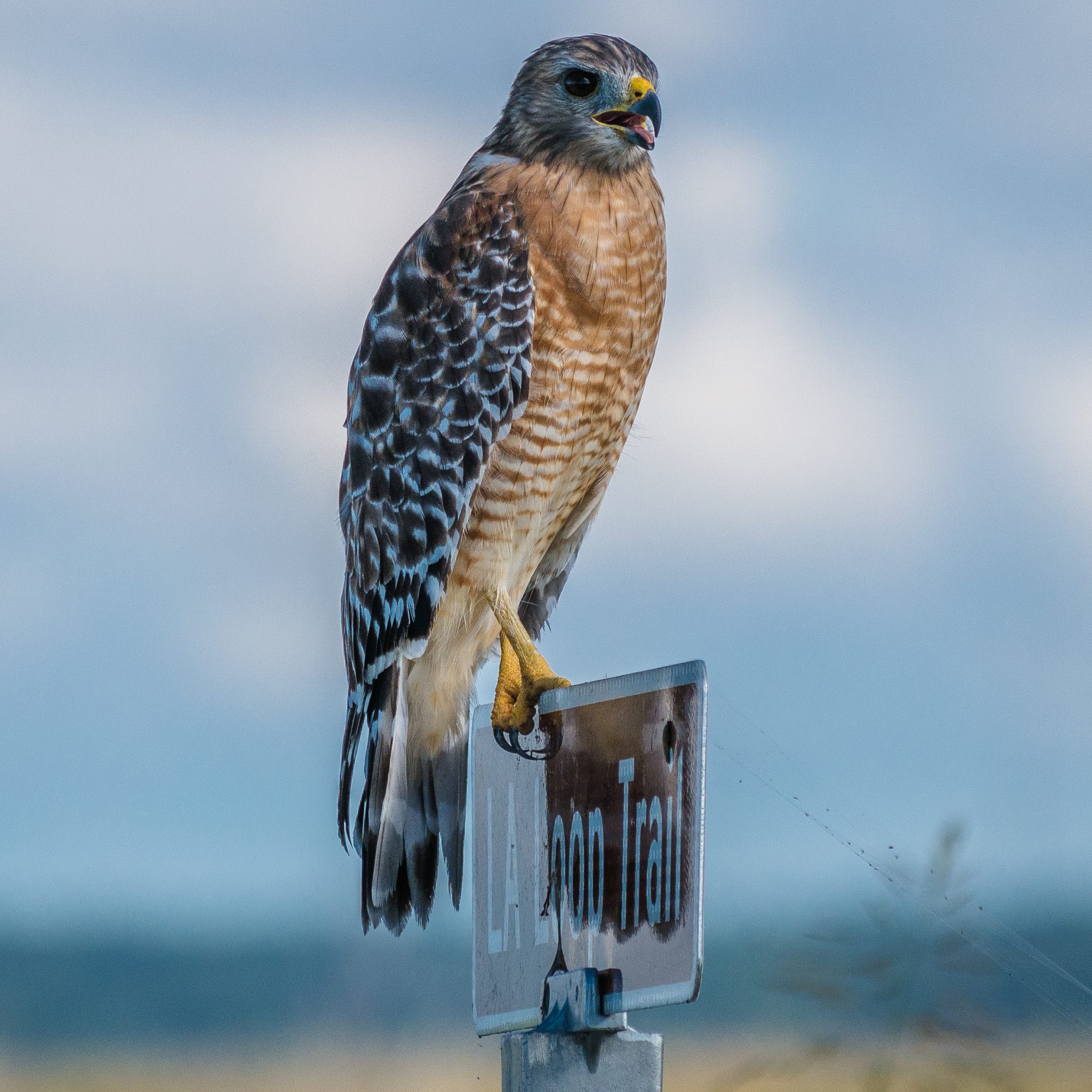 Red tail hawk sitting on a sign at Lake Apopka.