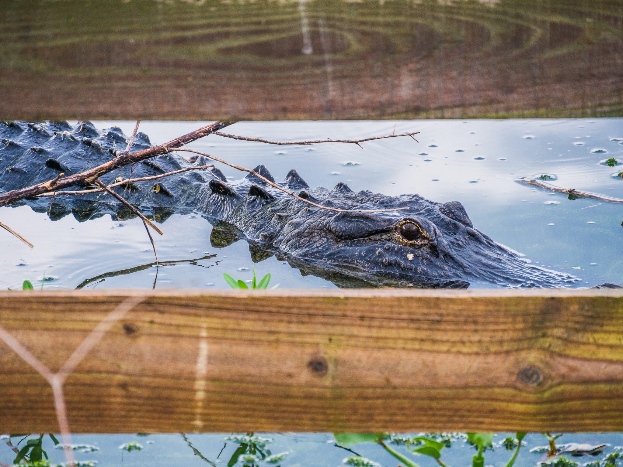 Alligator in the water behind a wooden fence