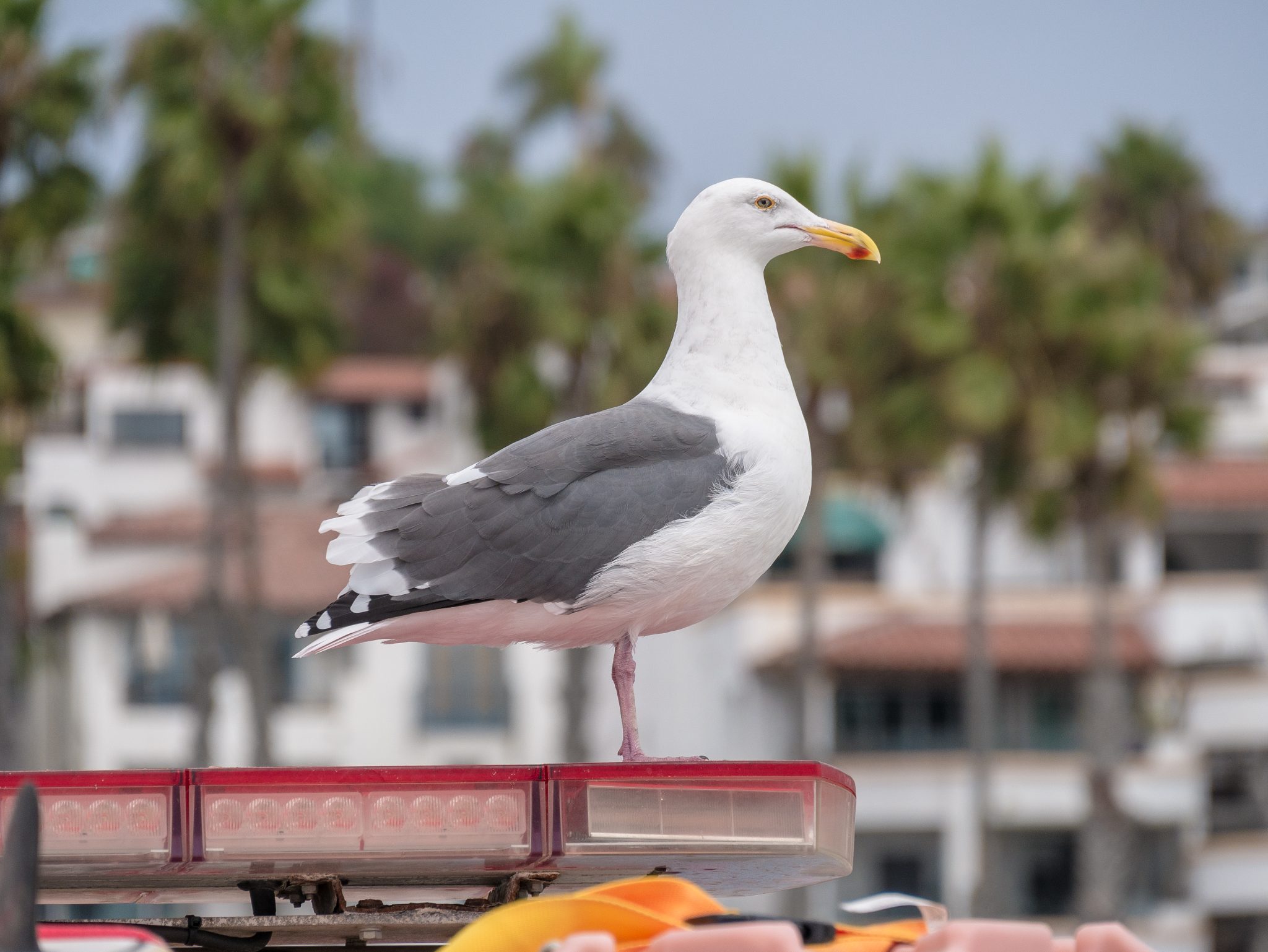 Seagull in Carlsbad, California.