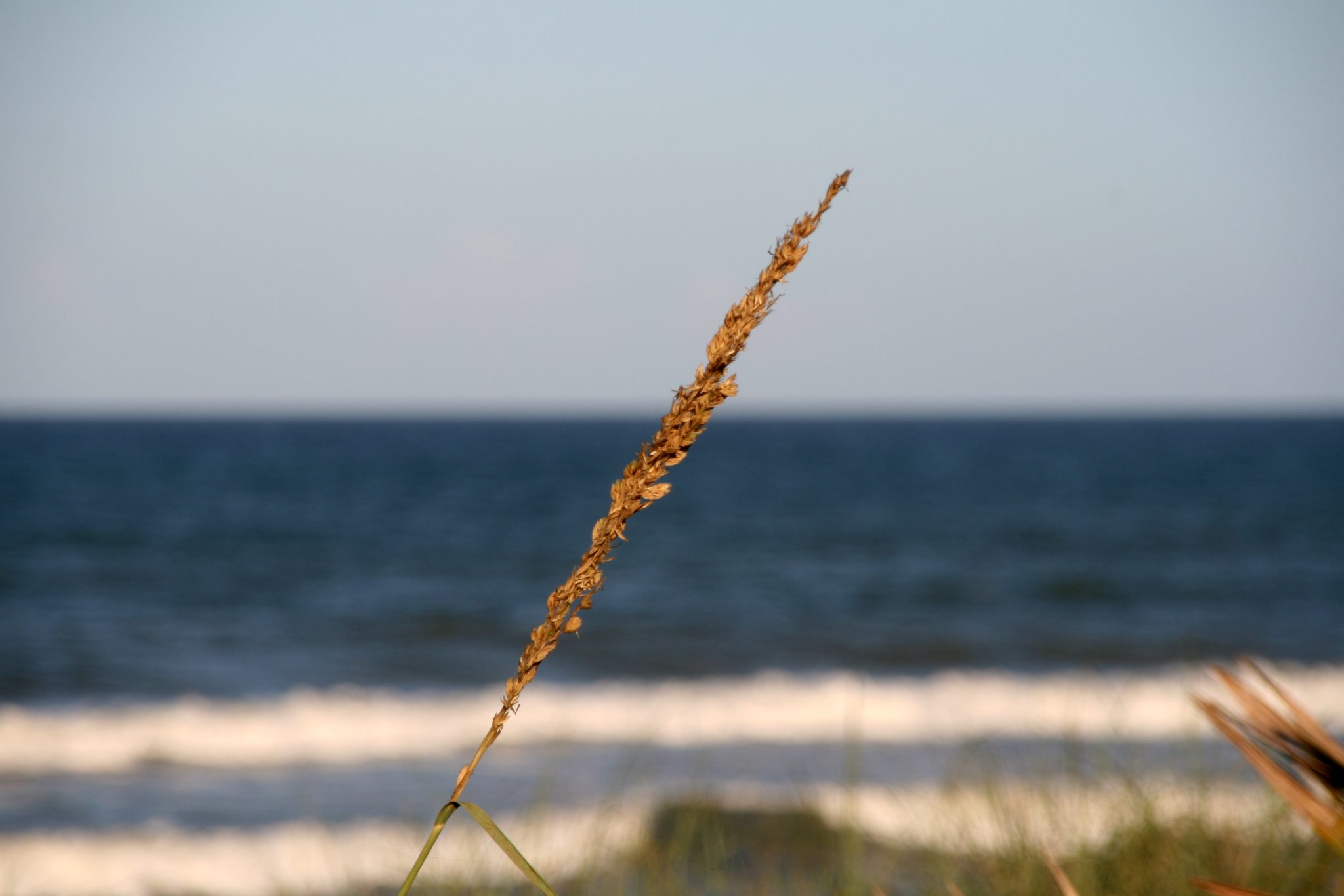 Blade of grass along the beach in Florida