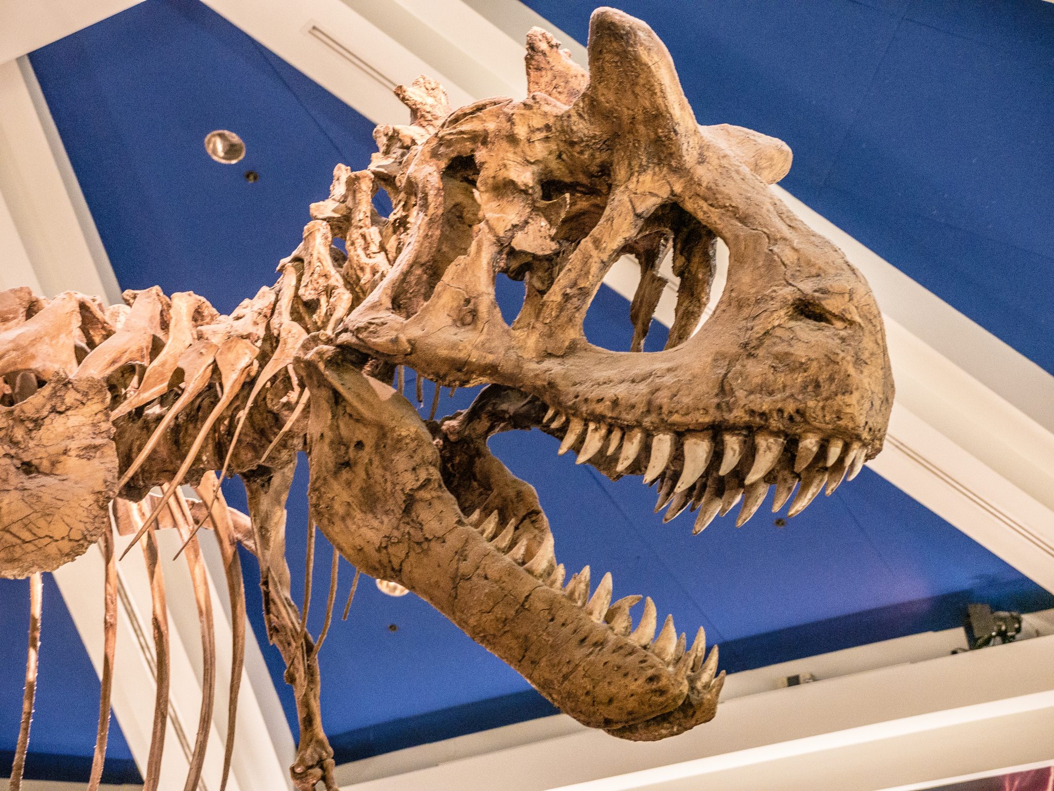 Dinosaur skeleton in New York Museum