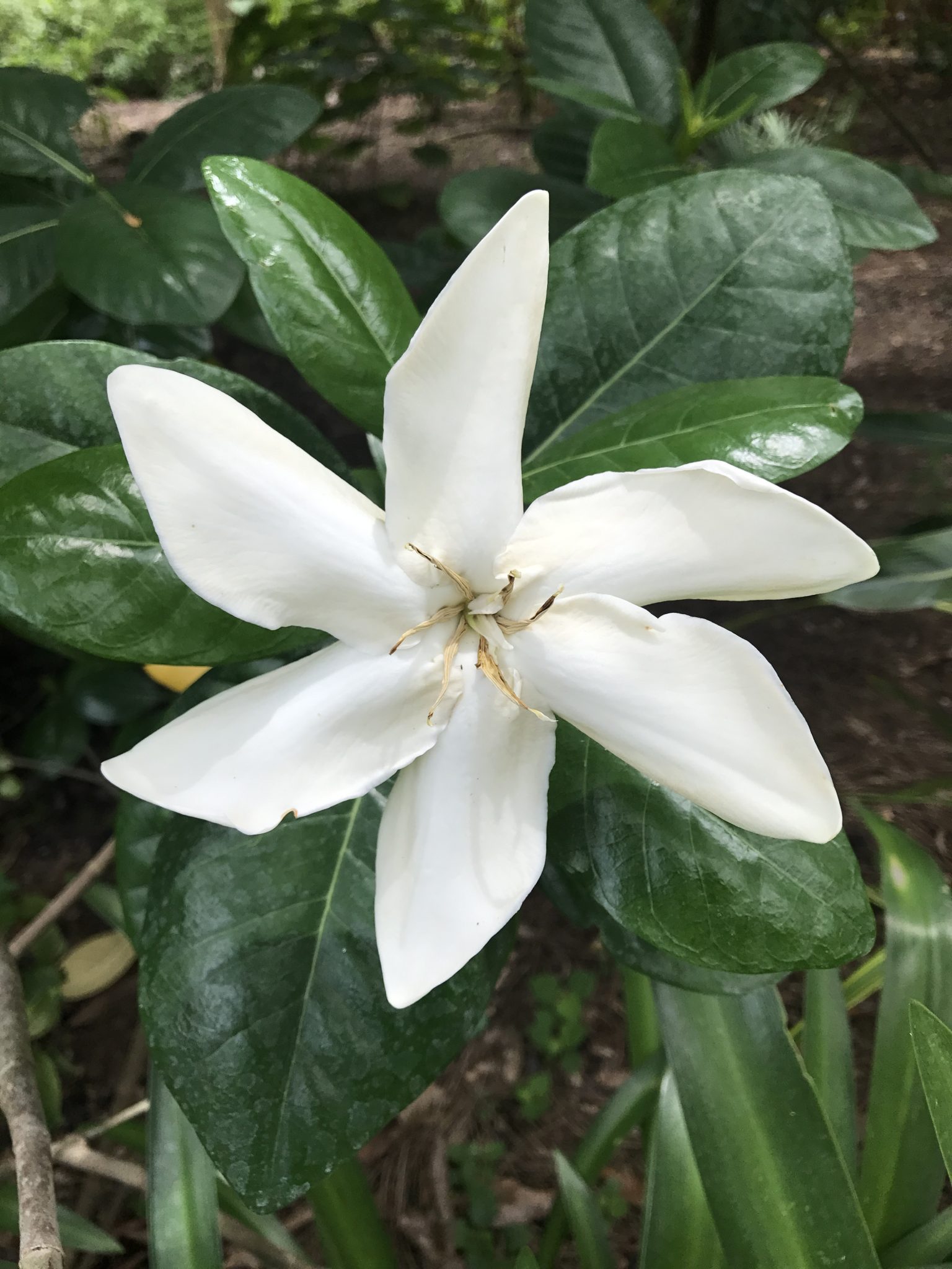 Large white jasmine