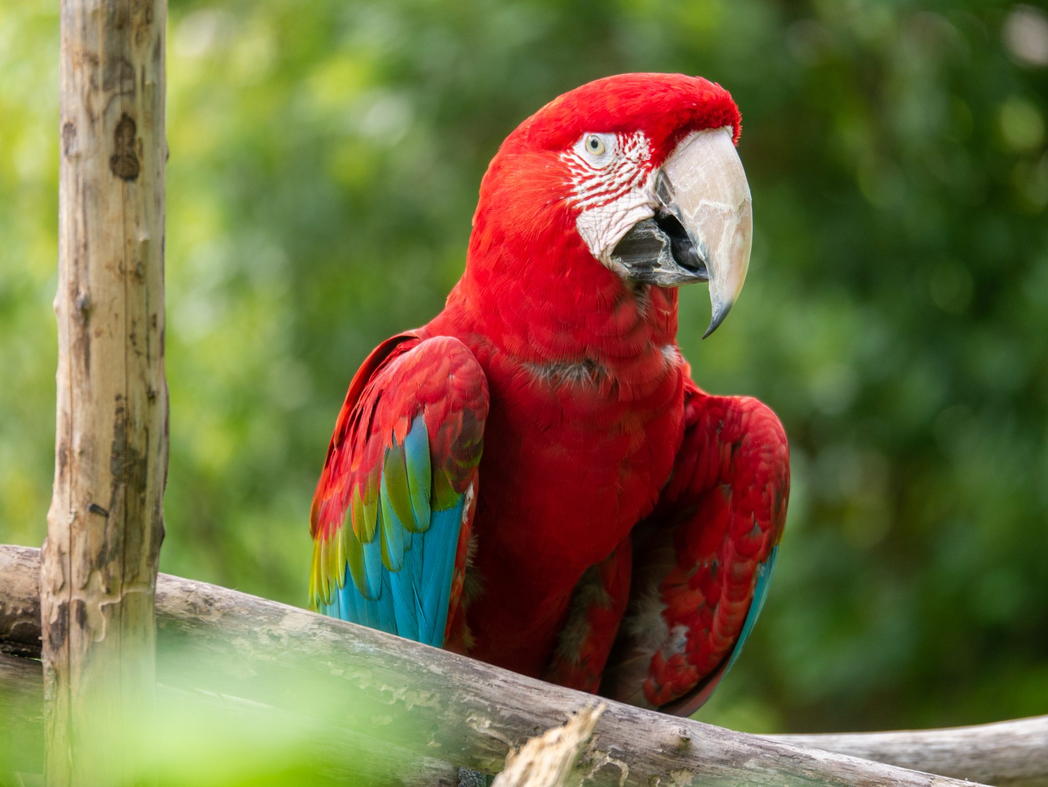Colorful tropical bird