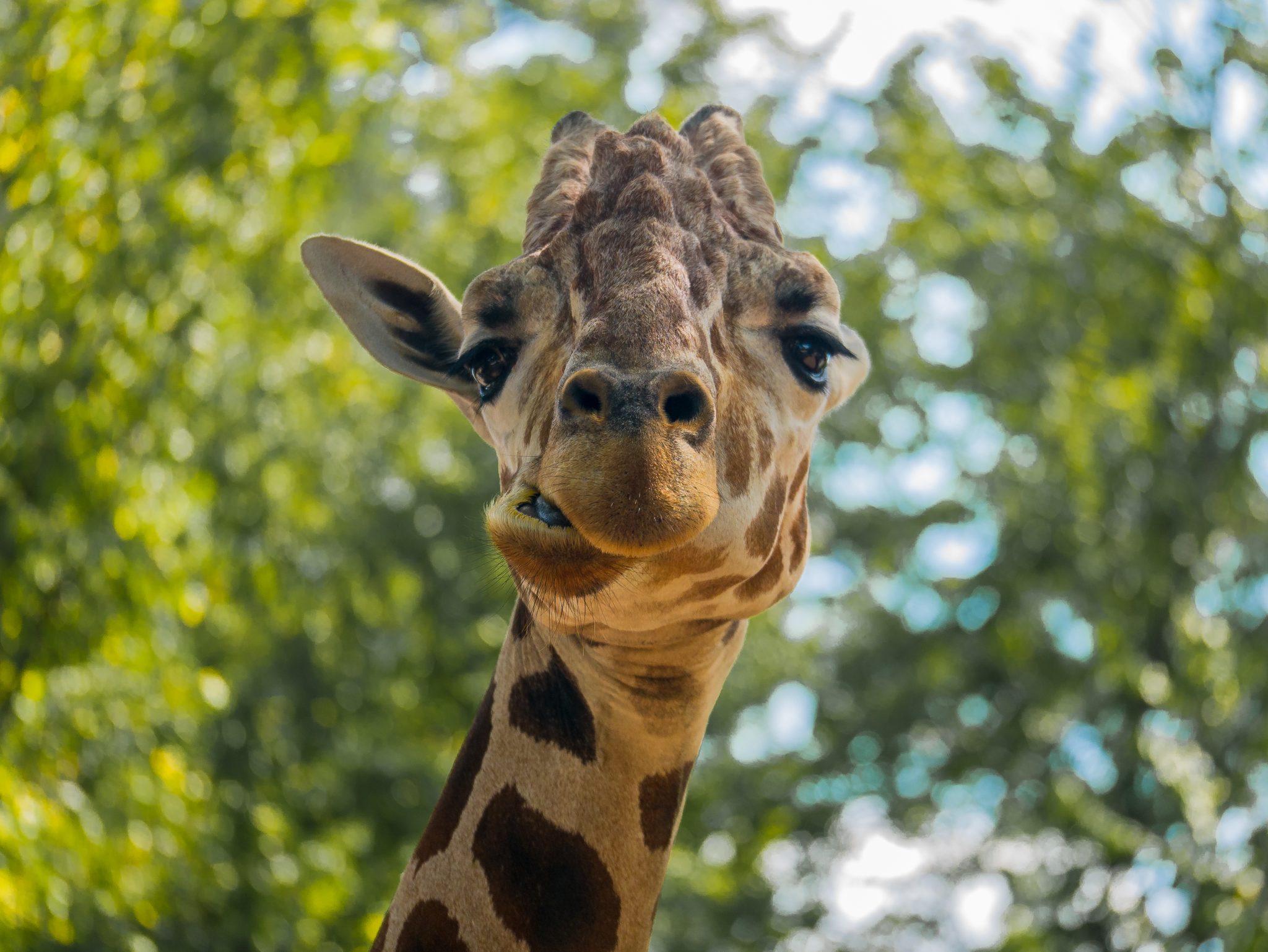 Giraffe making a silly face