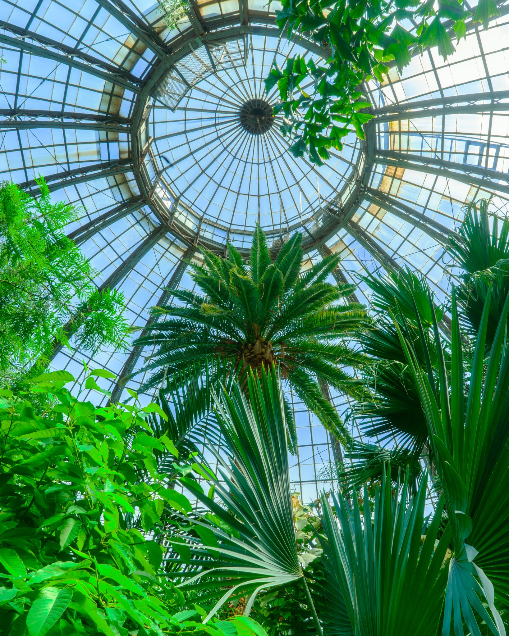 Anna Scripps Whitcomb Conservatory palm house