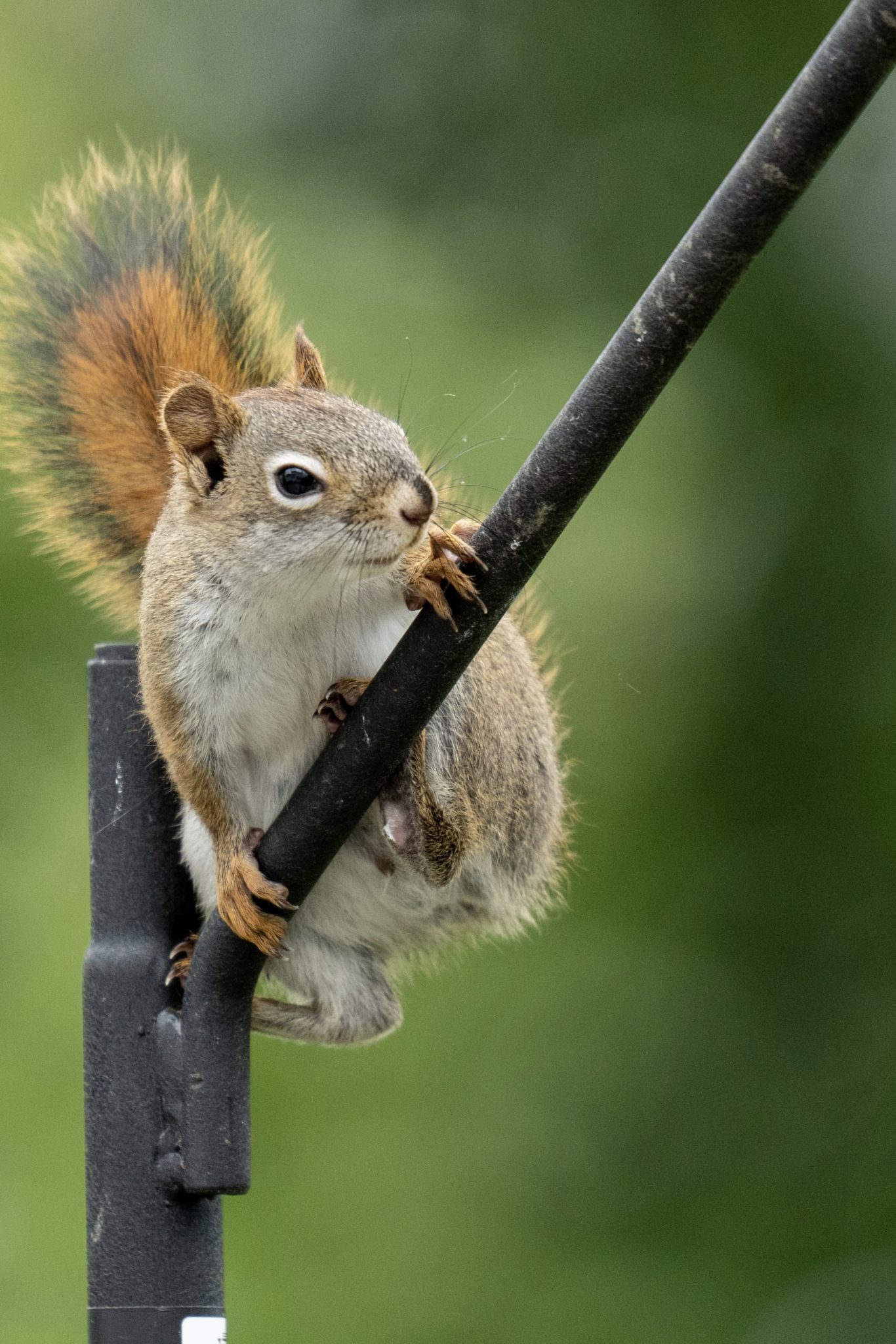 Juvenile American Red Squirrel sitting on top of a pole