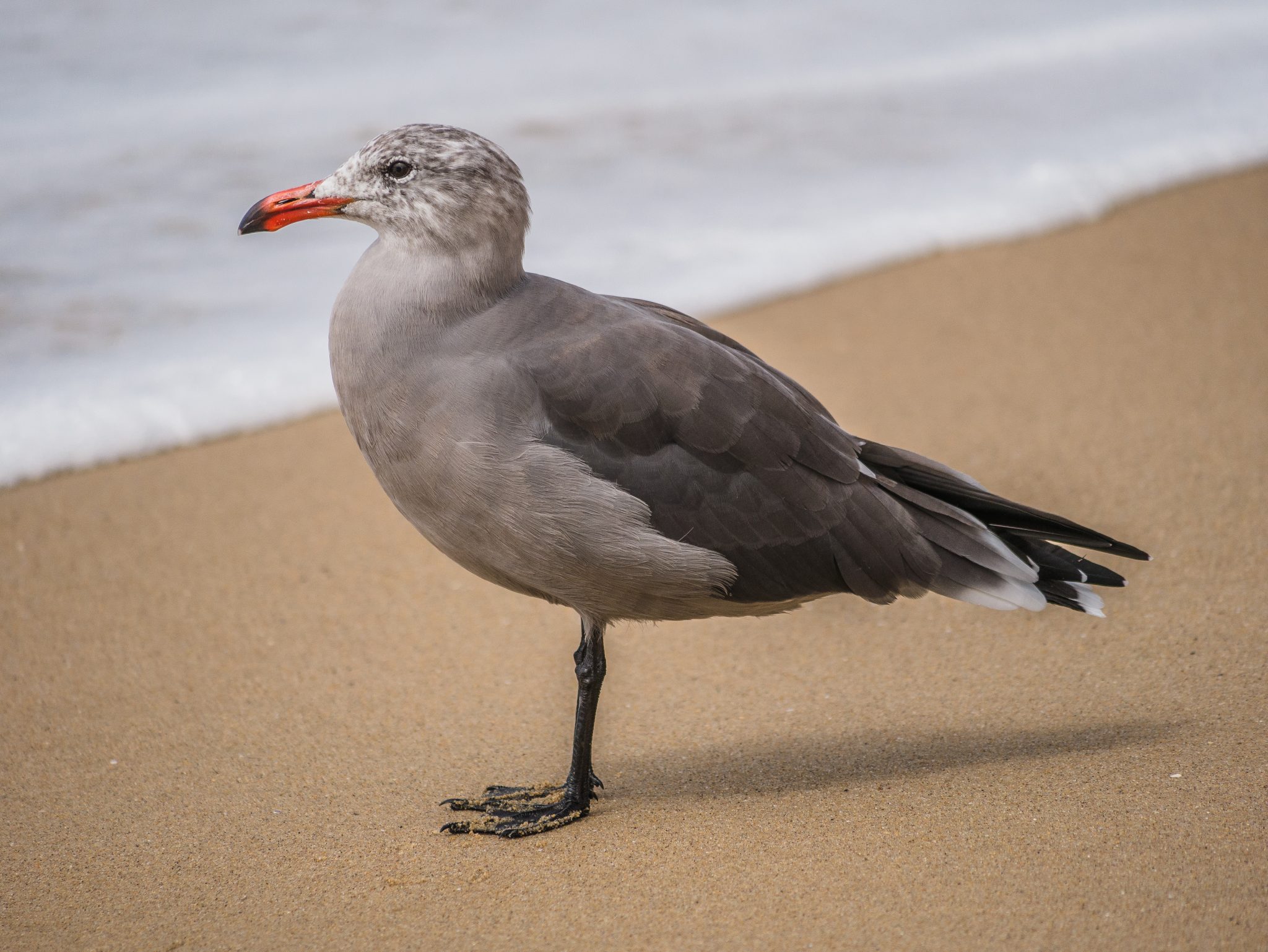 Seagull on the beach in Carlsbad, California