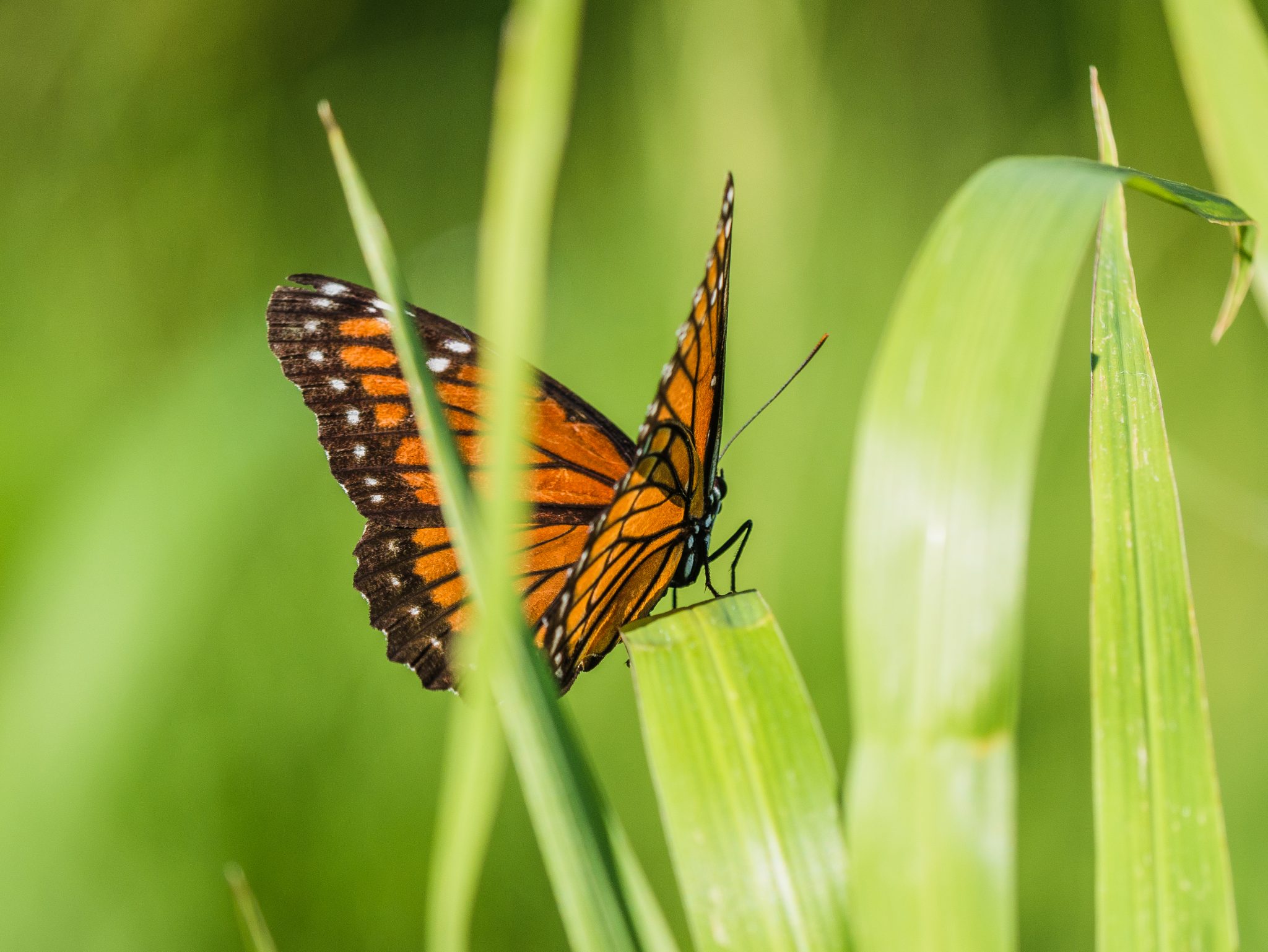 Orange butterfly sitting on a blade of grass
