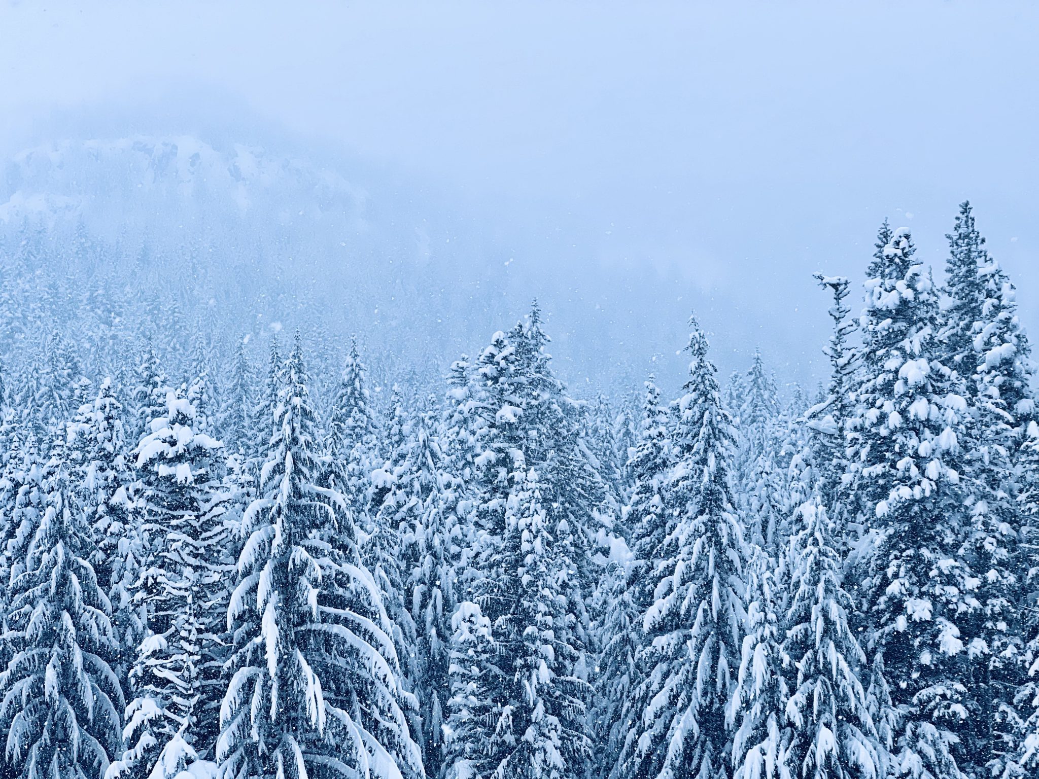 Snow covered trees on a mountain in winter