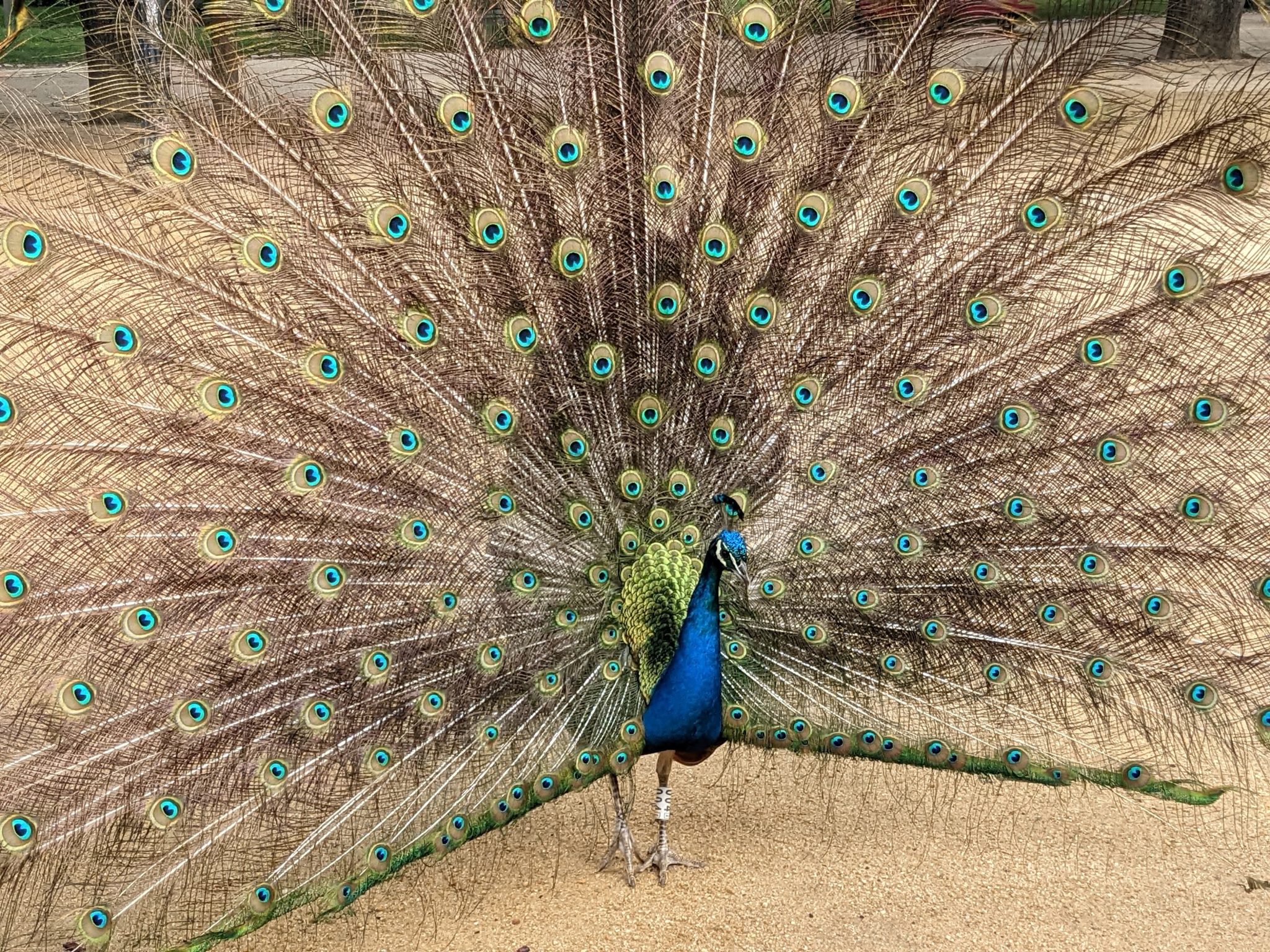 Peacock train display. Tagged bird circling and train rattling in park.