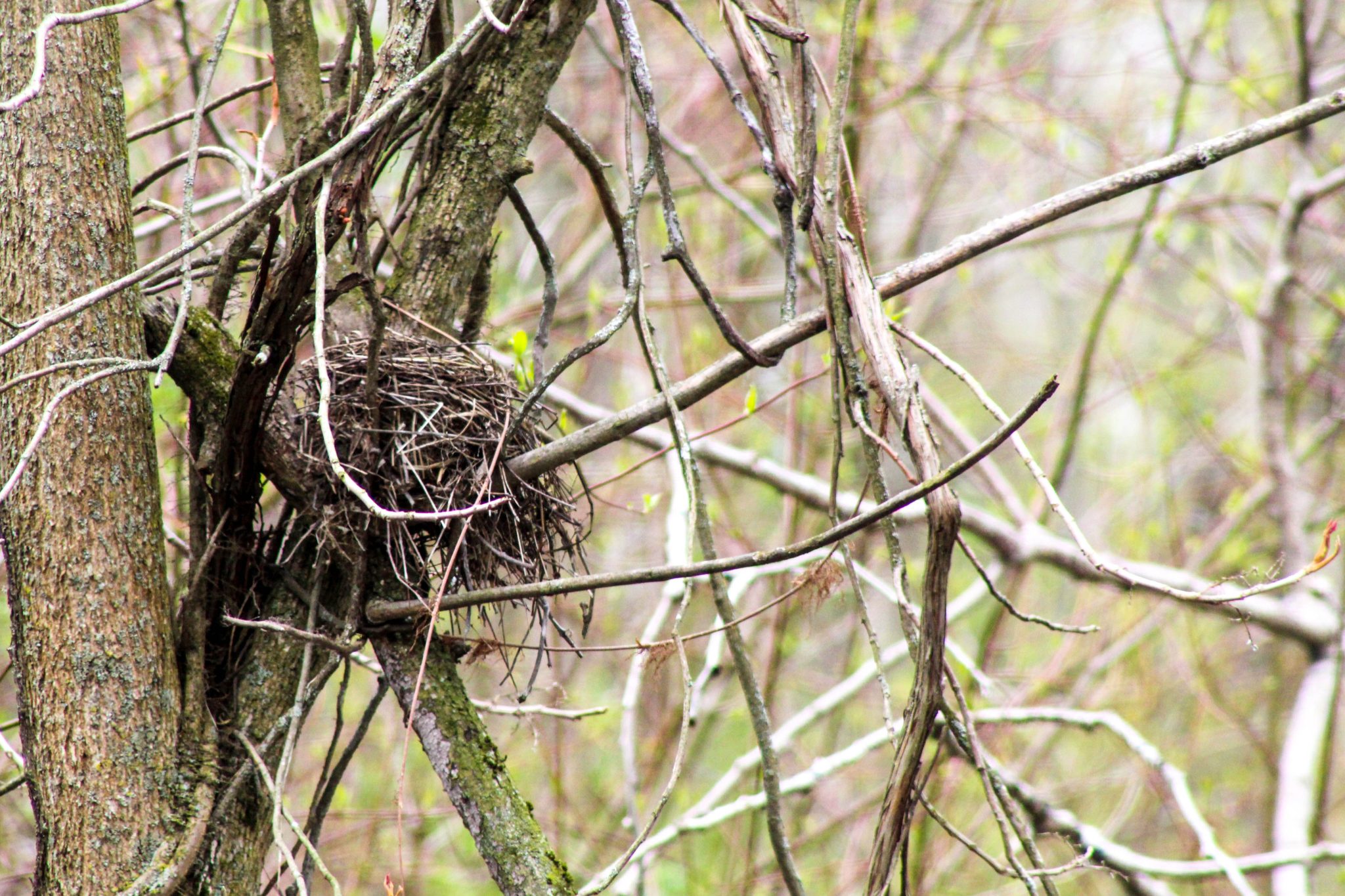 Bird's nest in the swamp
