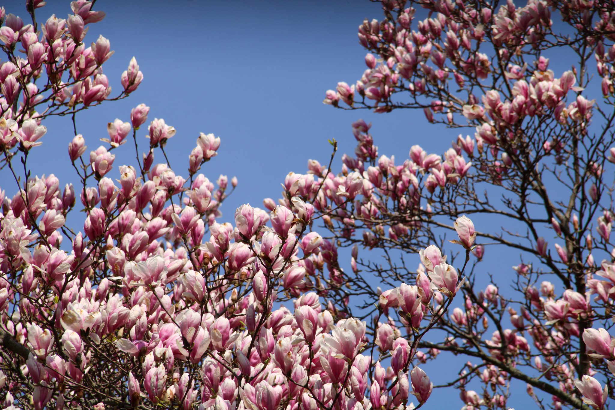 pink magnolia tree with blue sky