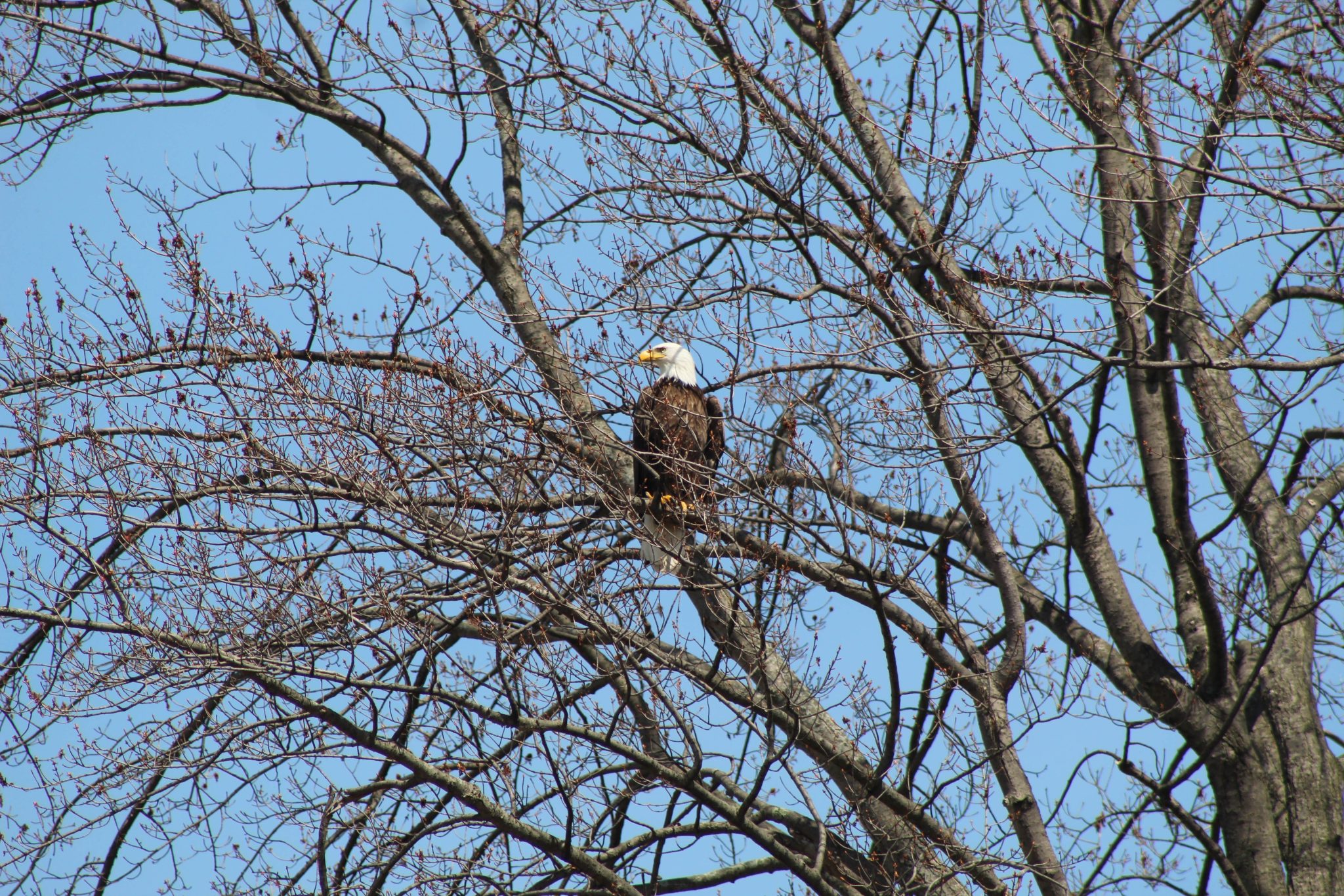 American Bald Eagle in tree with blue sky