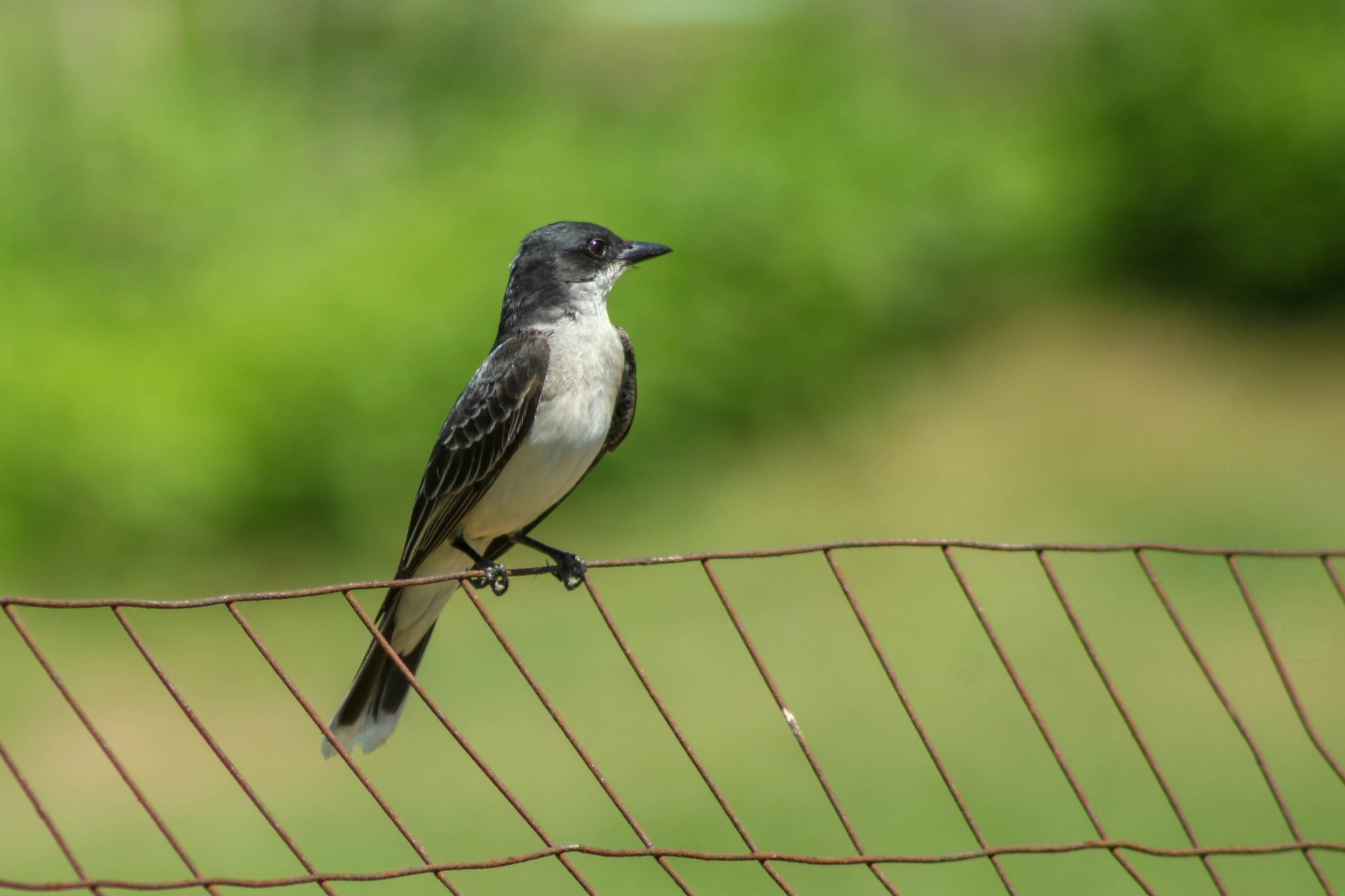 Eastern Kingbird on fence