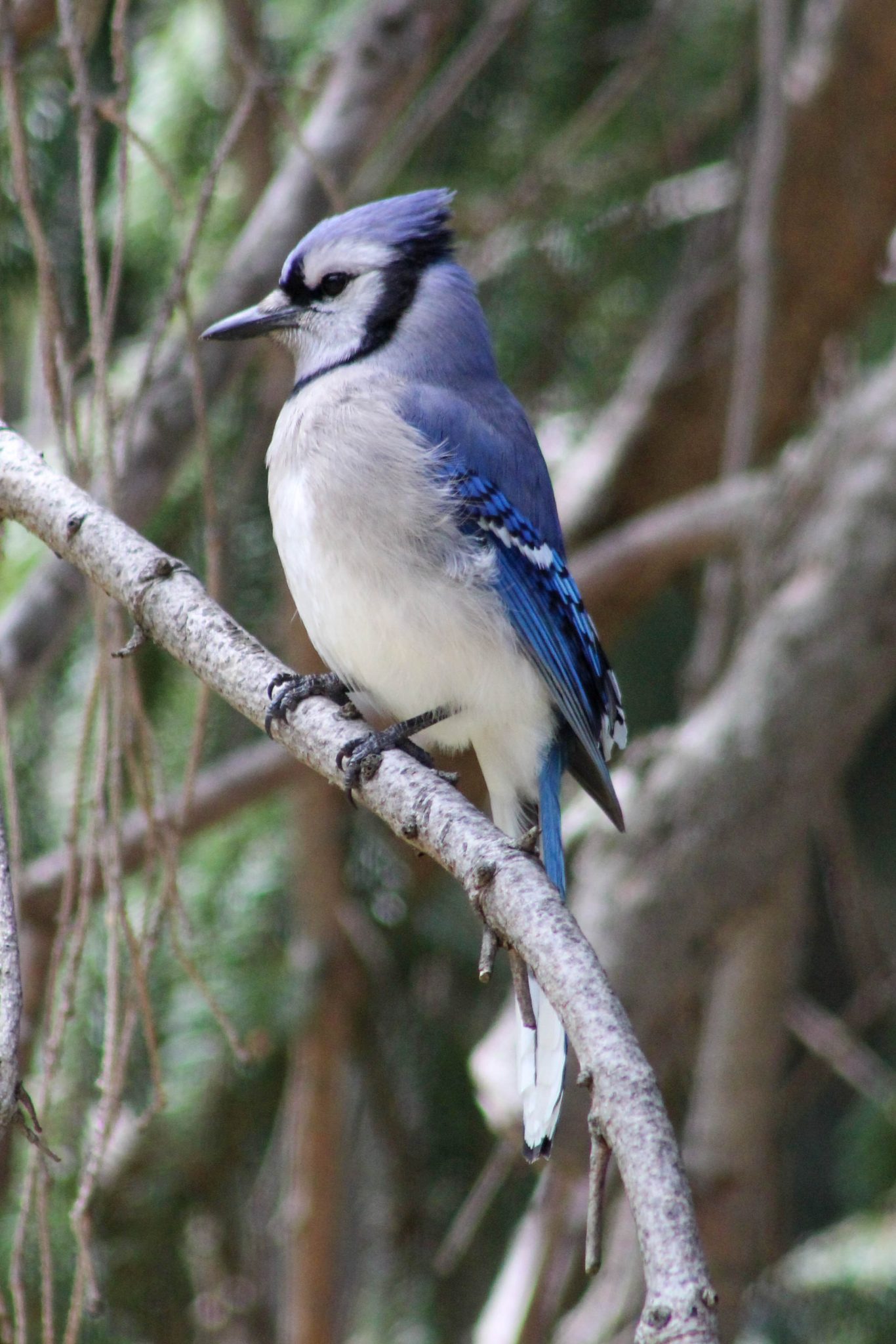 Blue Jay in pine tree