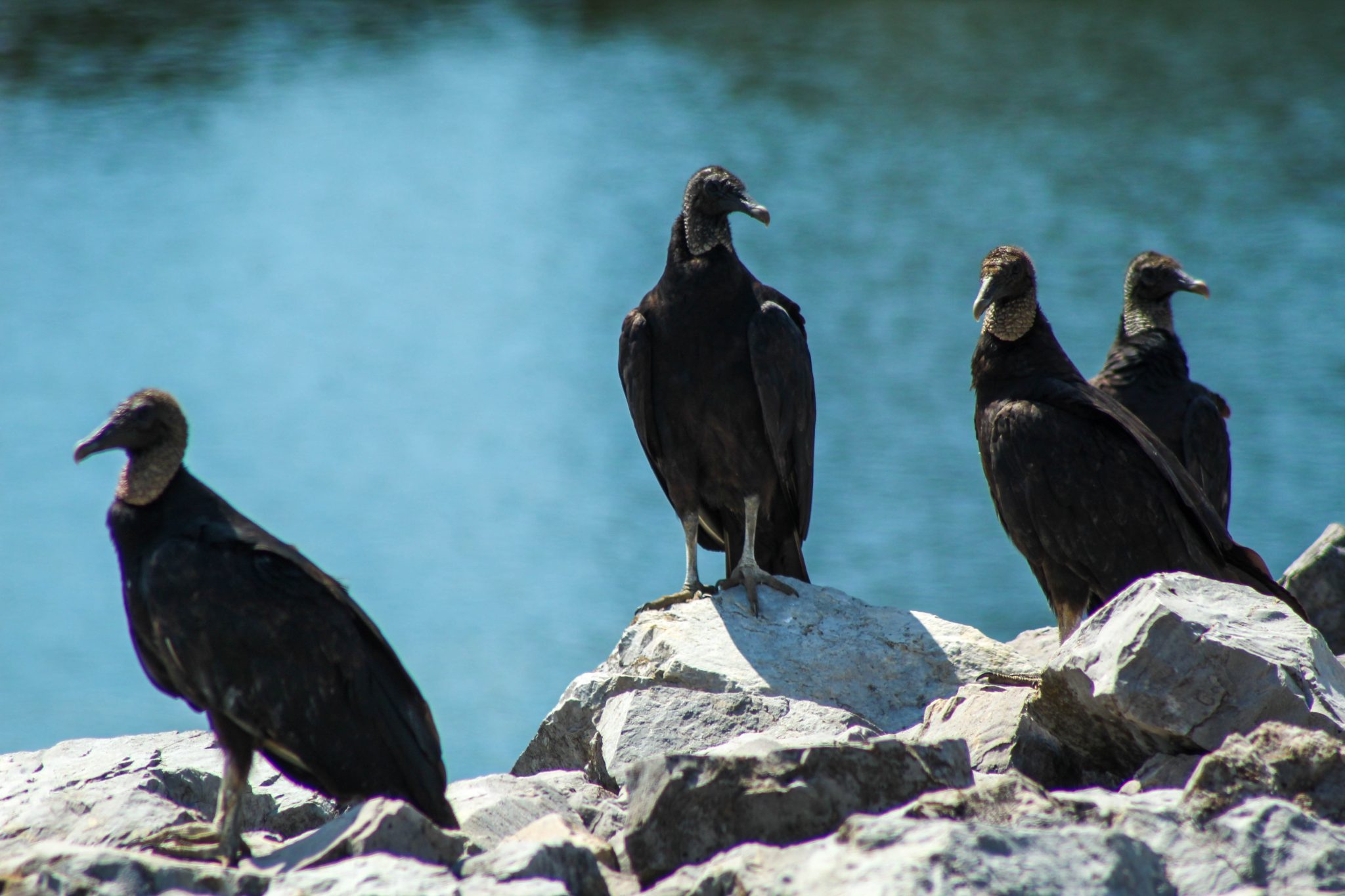 black vultures on the Tennessee River