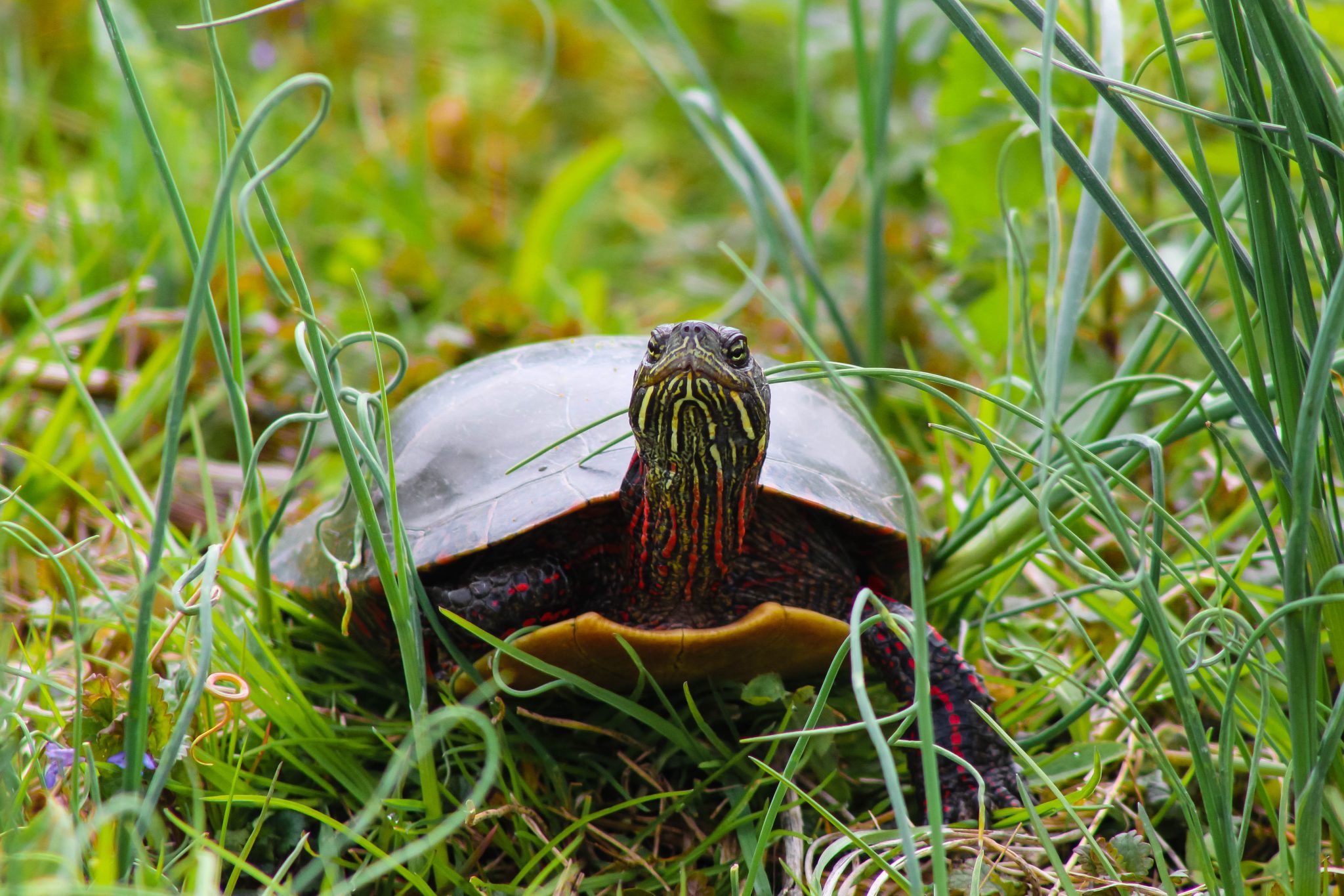 Painted turtle surrounded by grass
