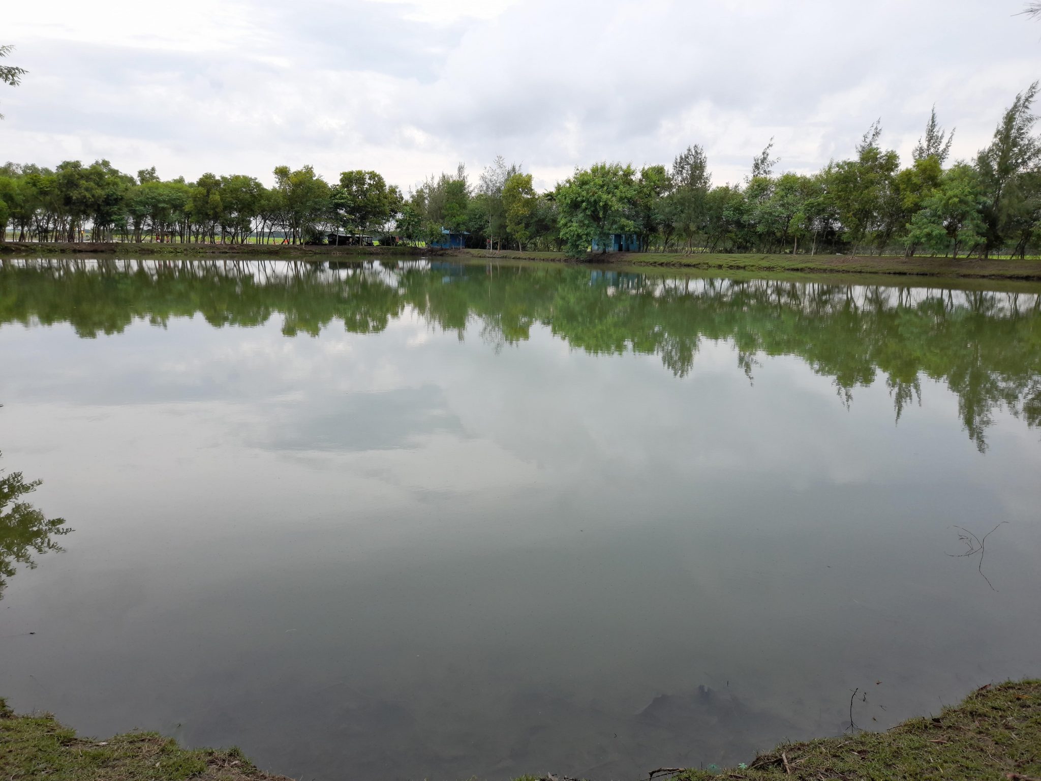 Beautiful pond in Bangladesh