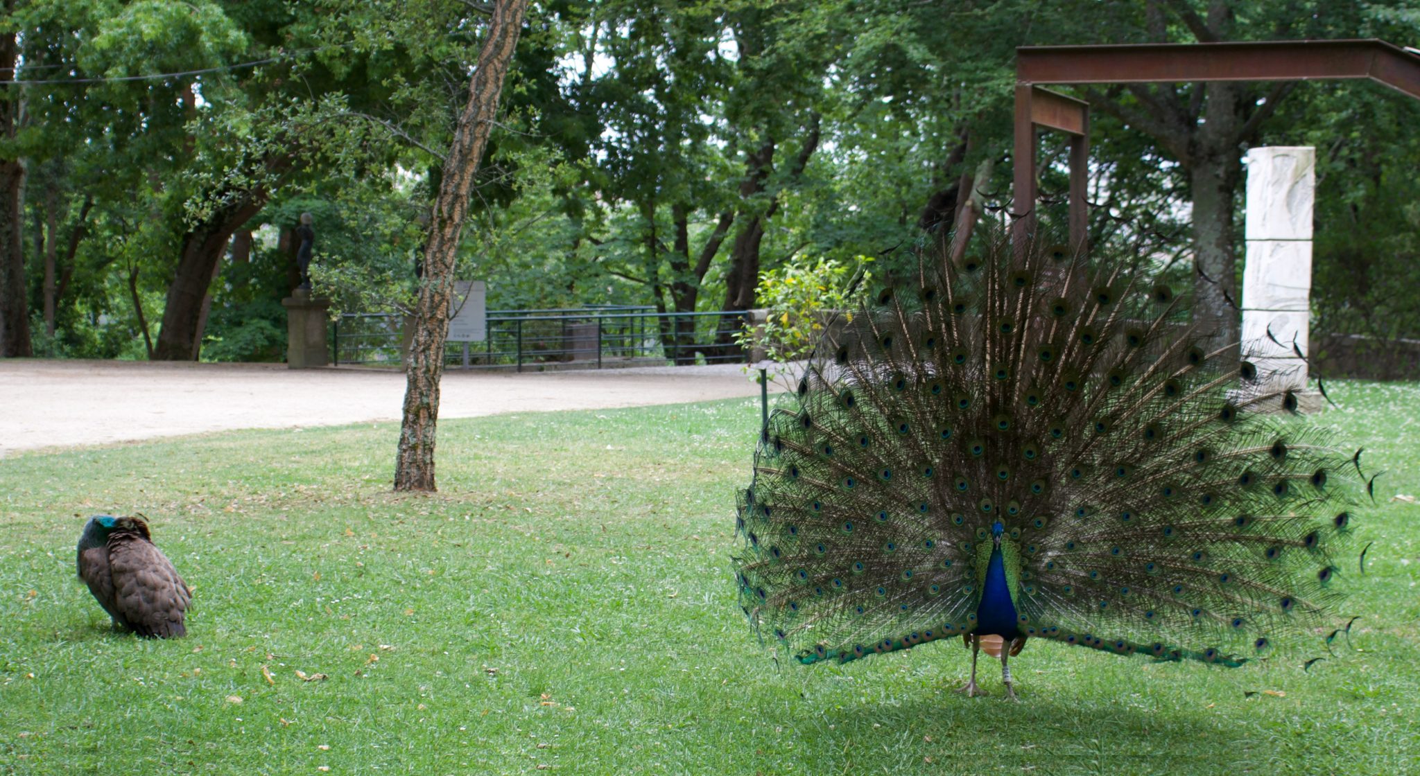 Peacocks with feathers displayed