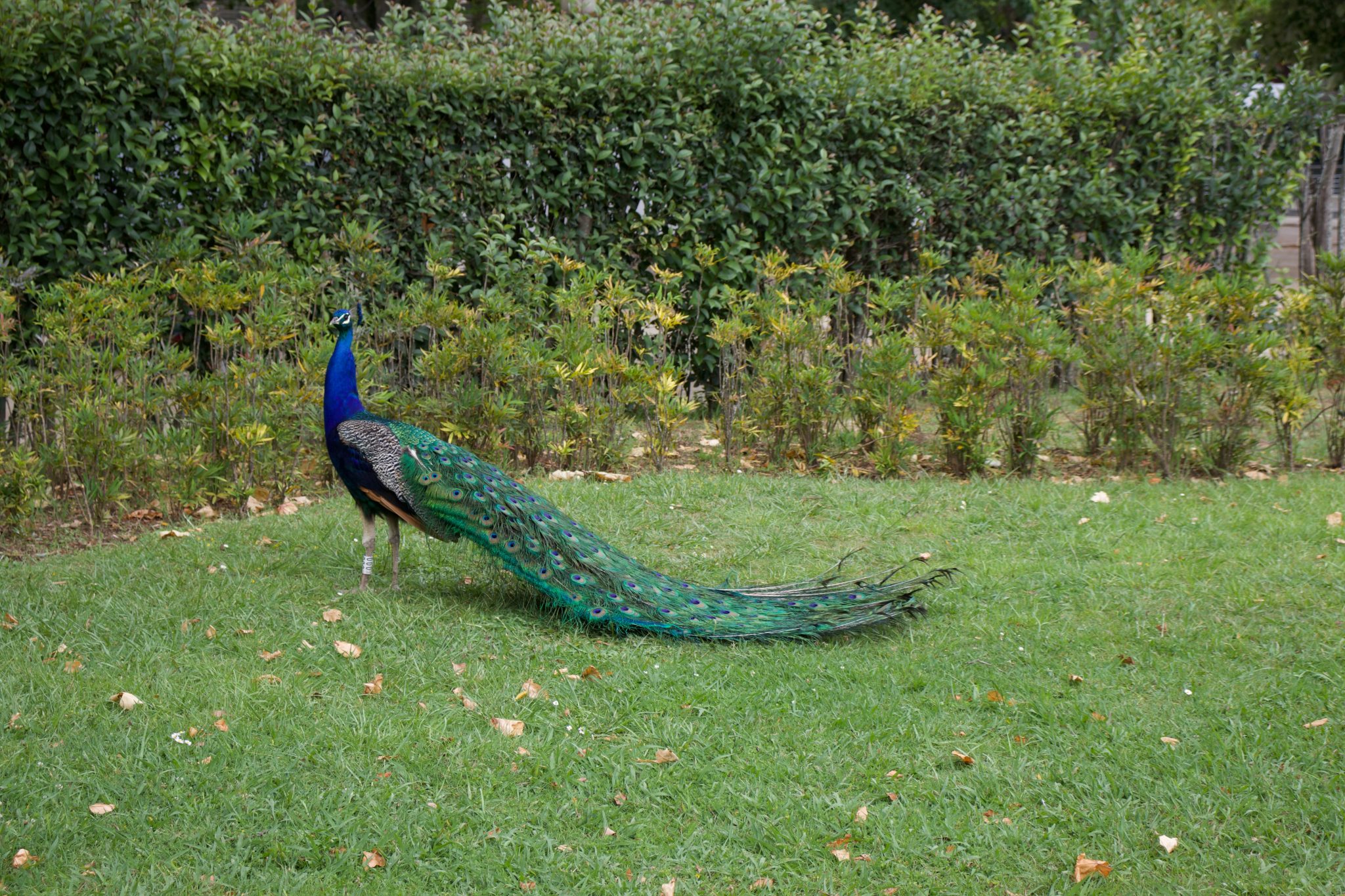 Peacock at the Super Bock in Porto, Portugal