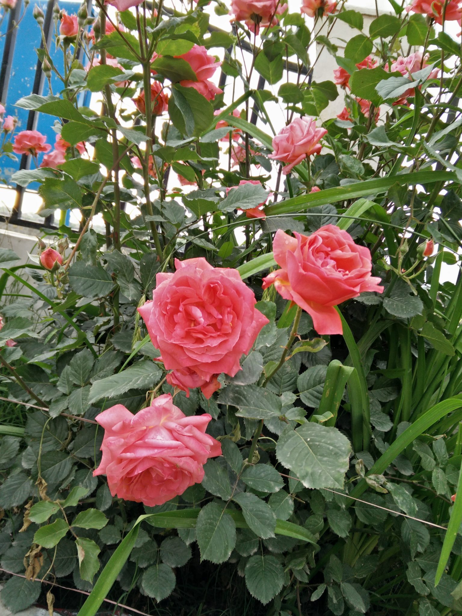 Roses from Garden