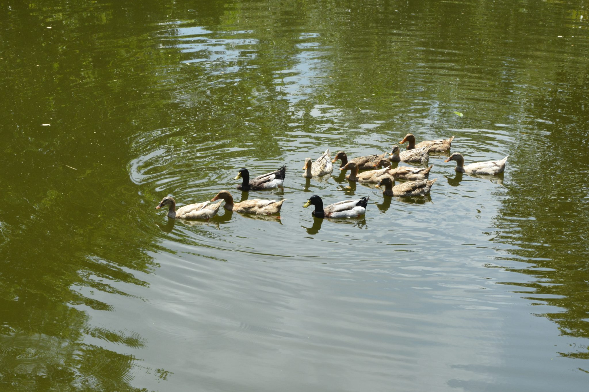 A flock of ducks floating on a pond