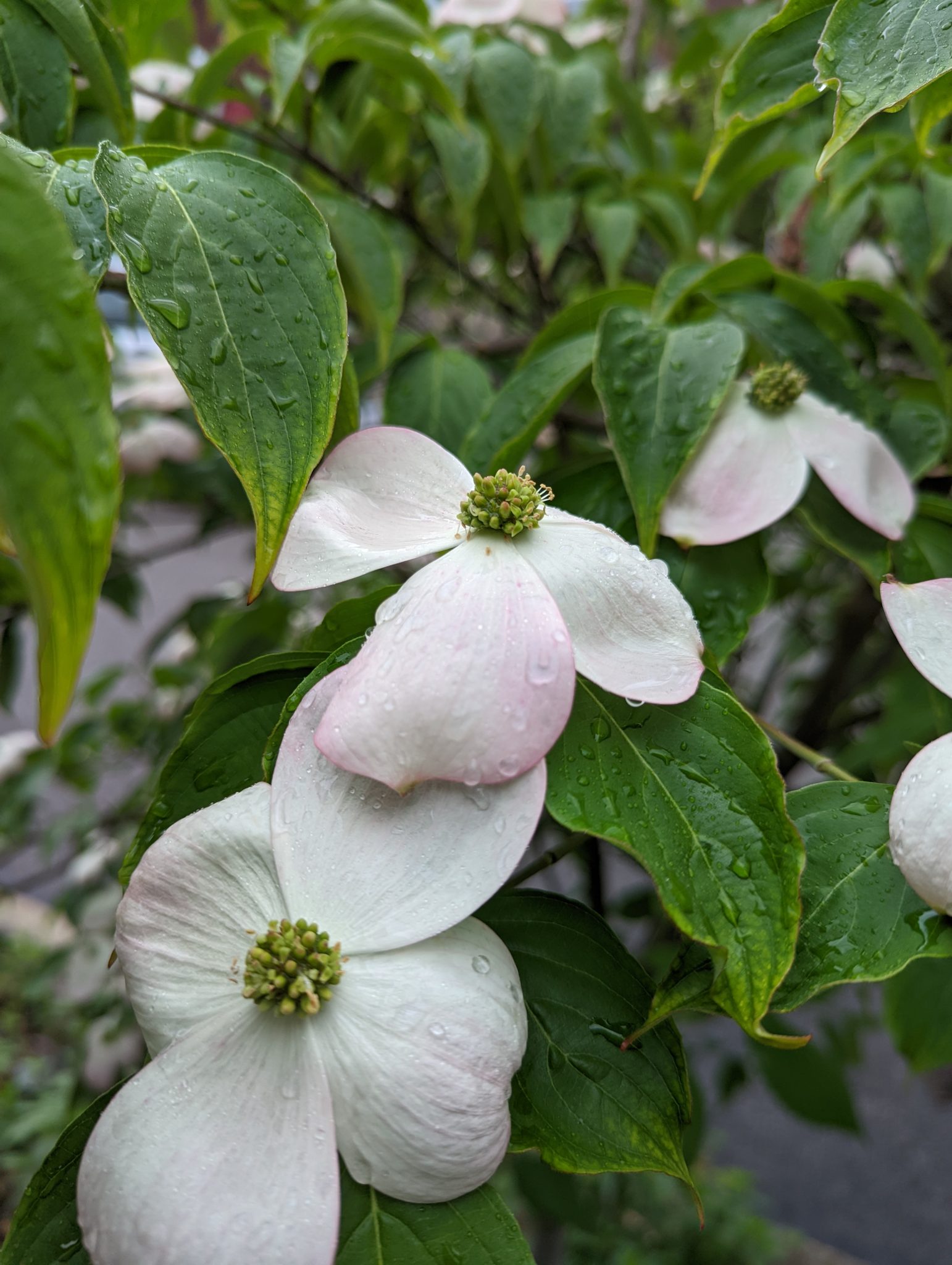 Some white flowers growing on a dogwood tree.