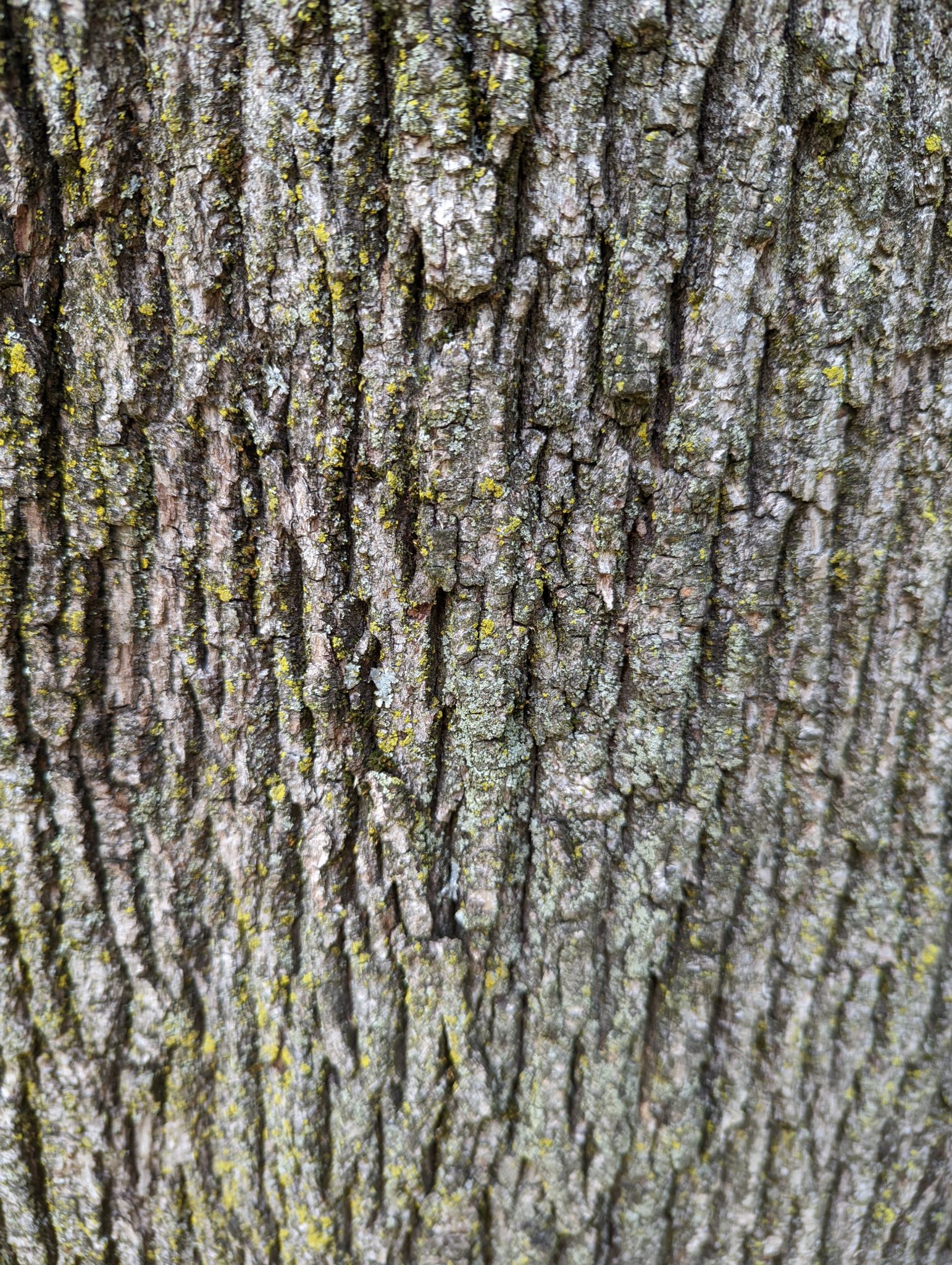 Close up of tree bark, with a little moss on it.