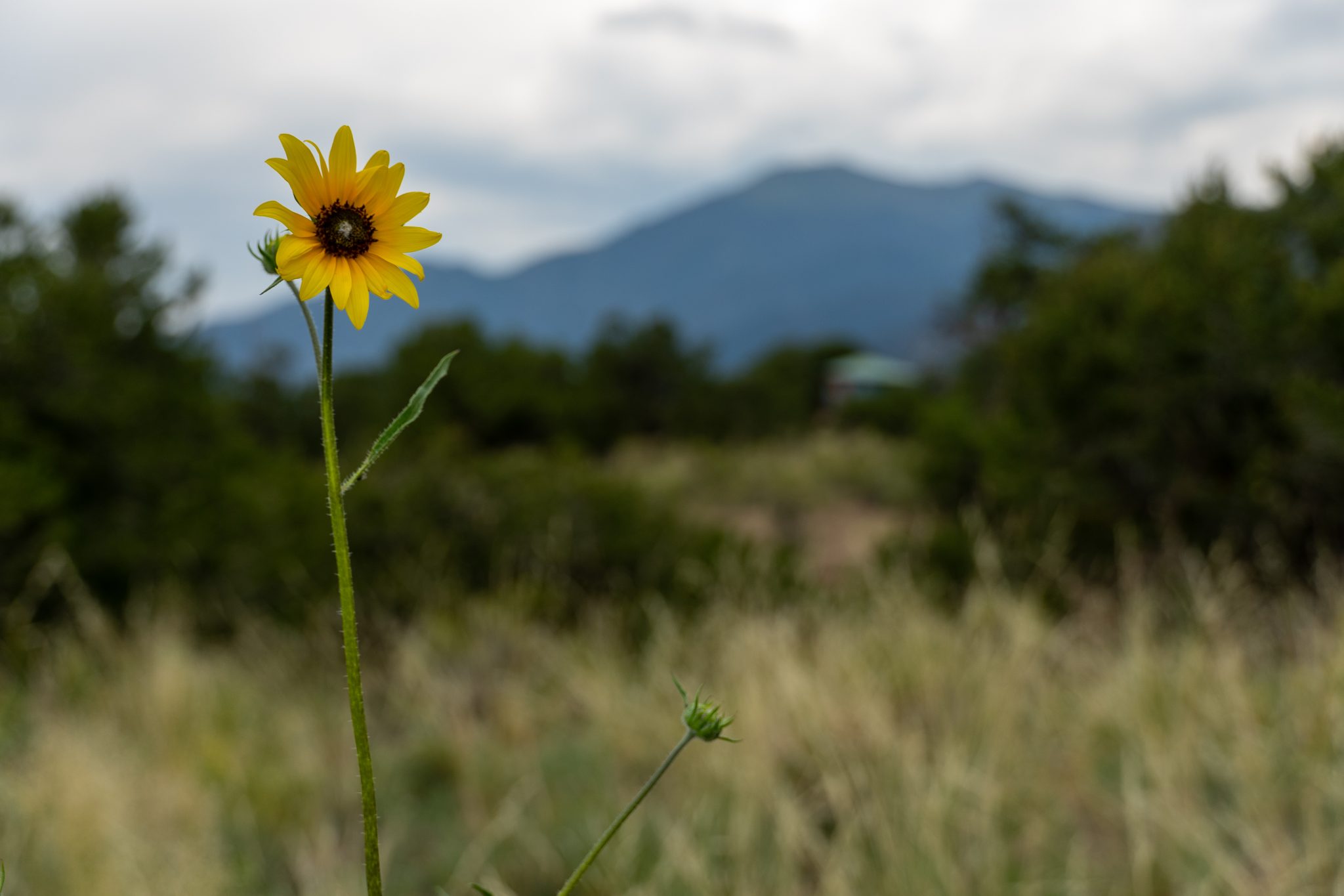 Yellow Sun Flower Mountains Colorado