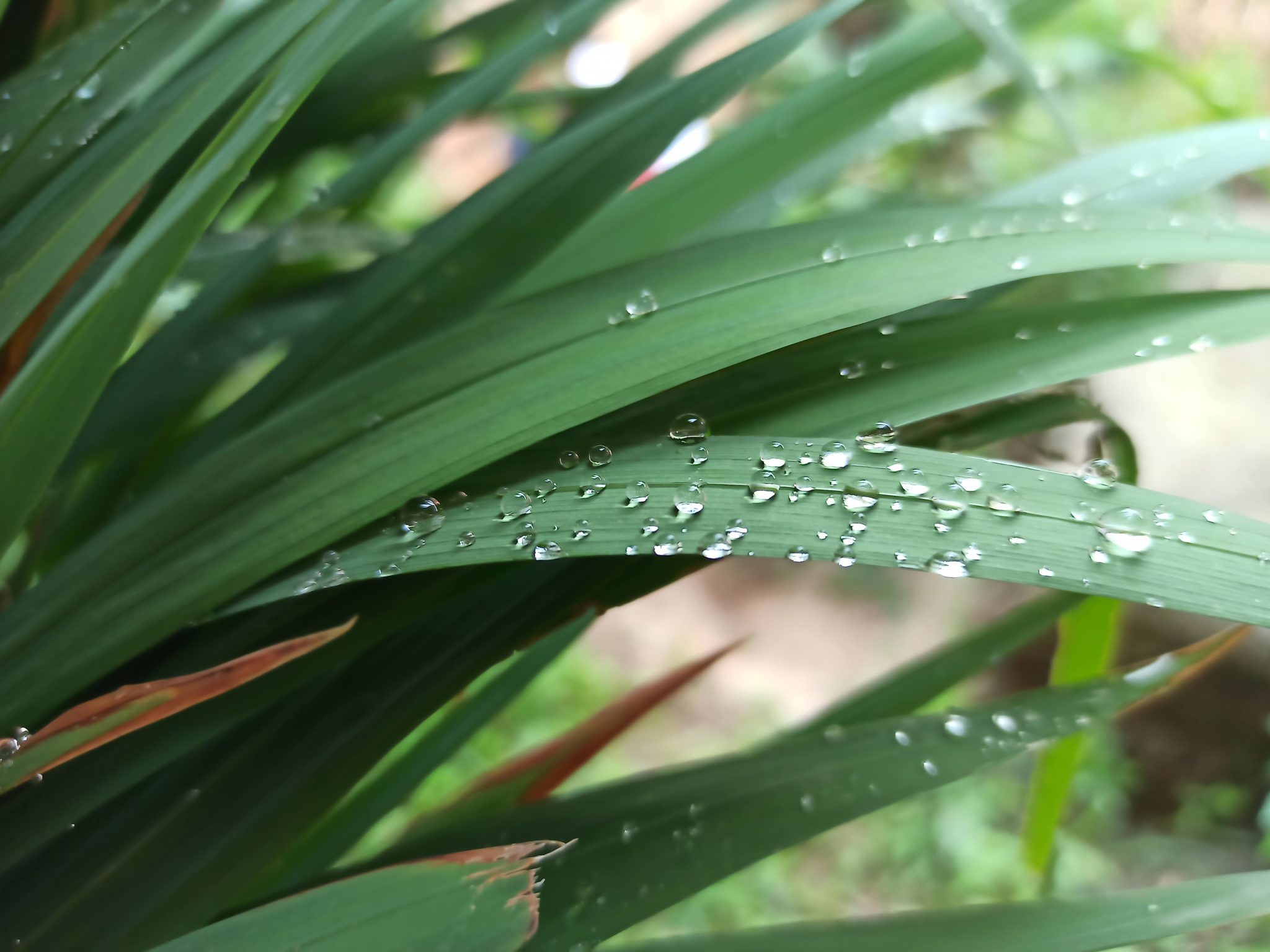 Morning welcomed with water droplets on plant.