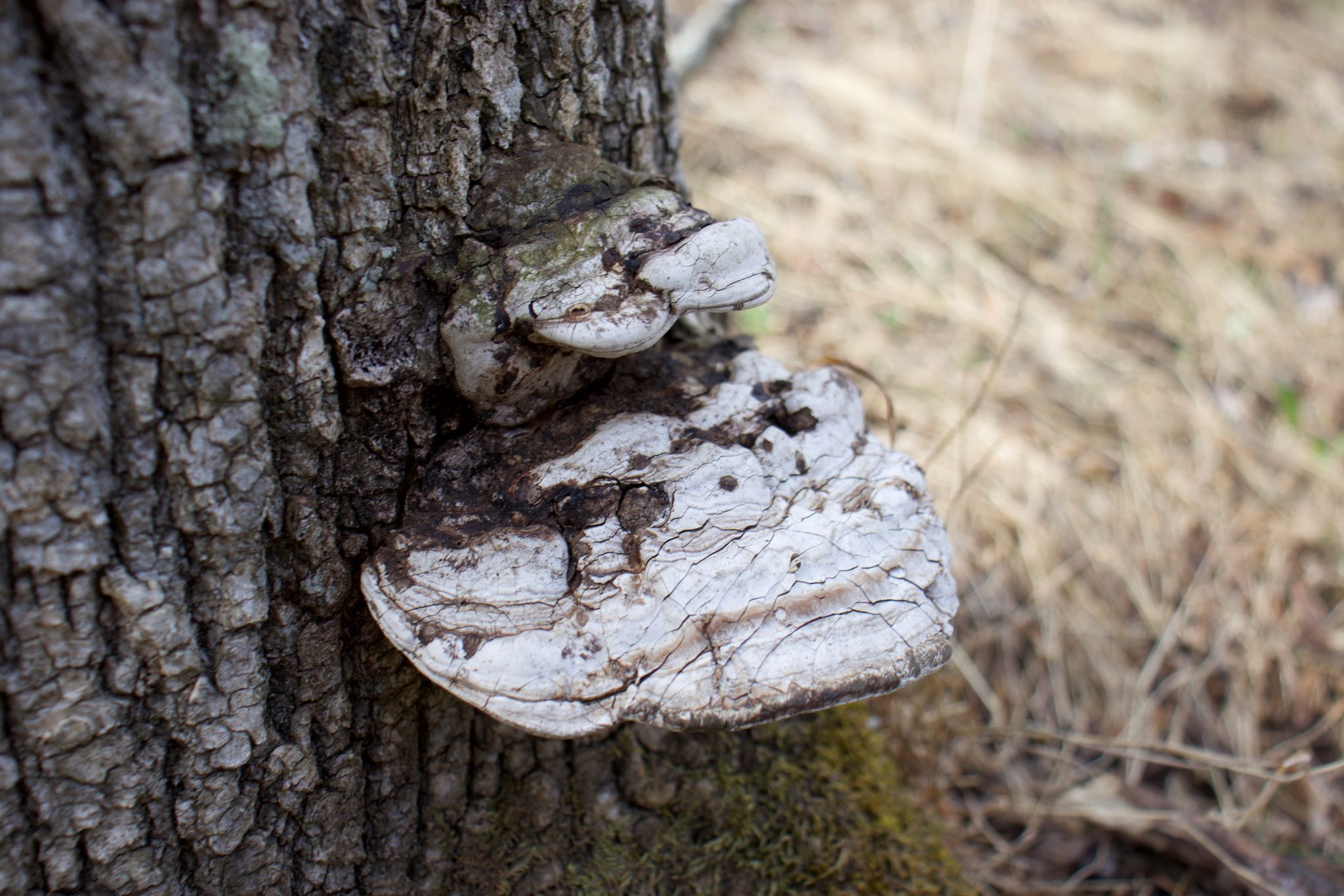 white mushrooms on tree