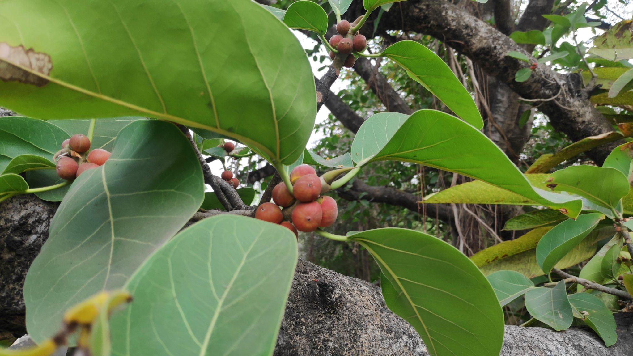 Ficus benghalensis | Indian Banyan