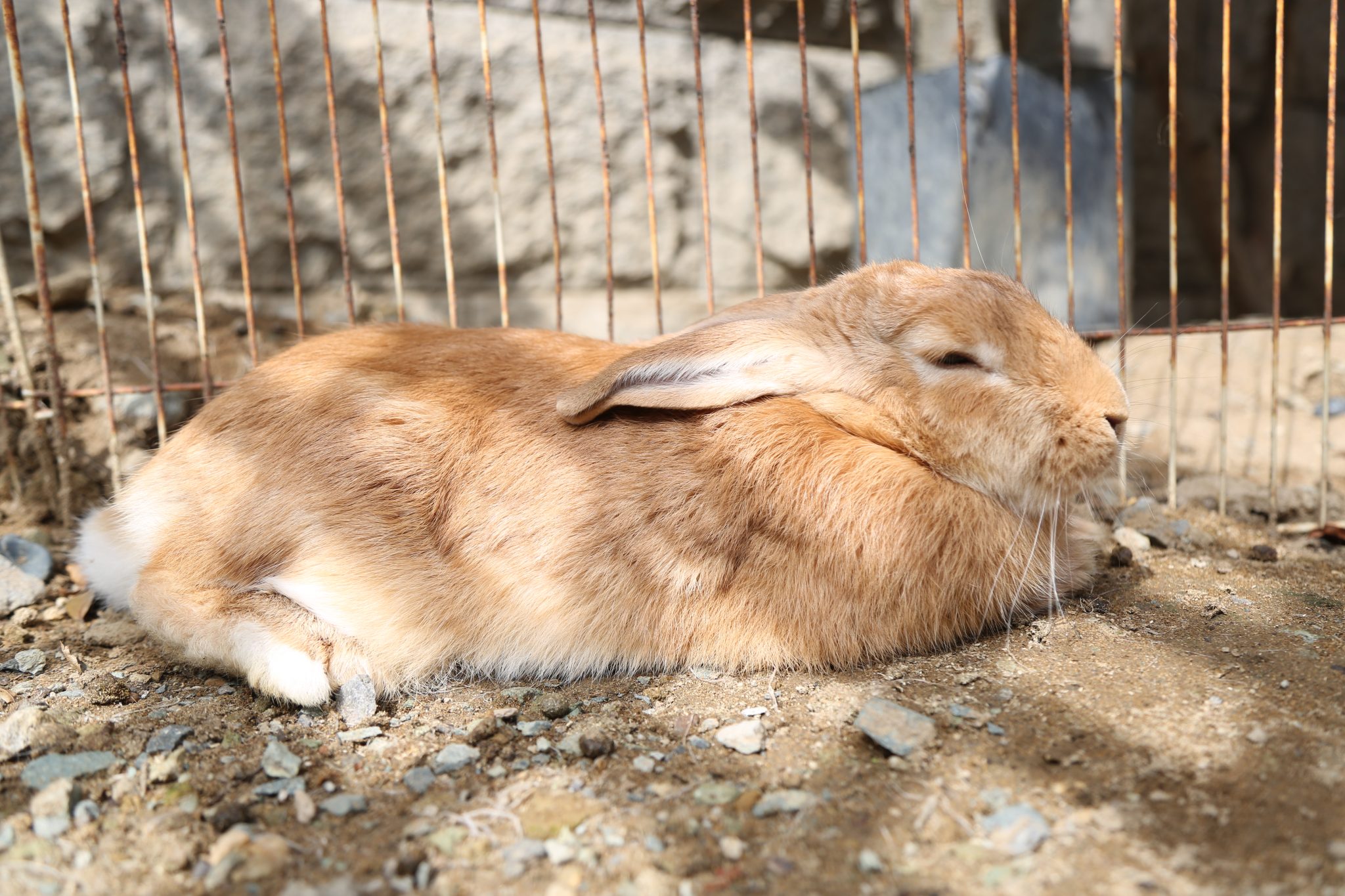 Rabbit taking a nap