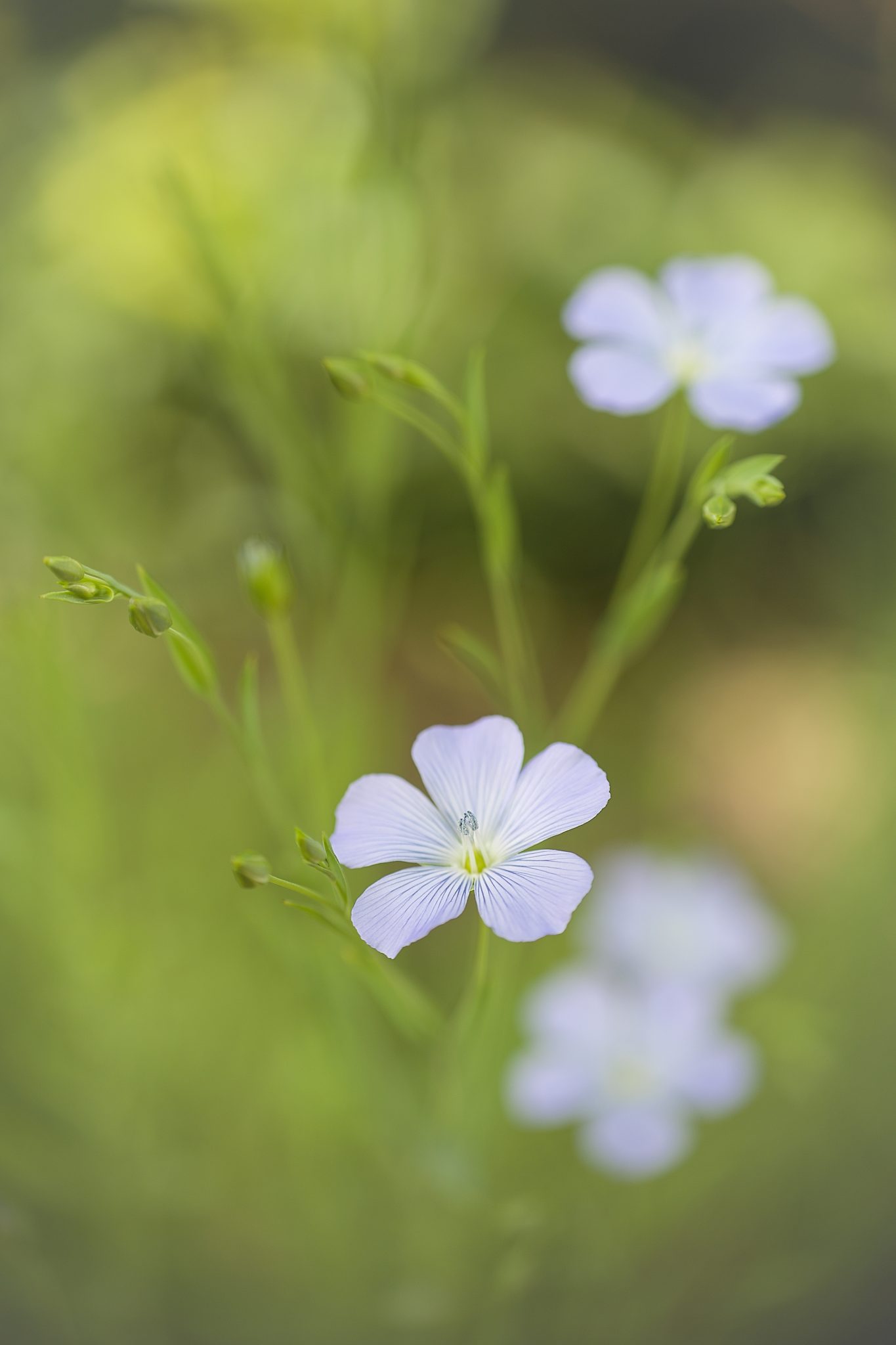 Blue Linseed aka Flax Flower