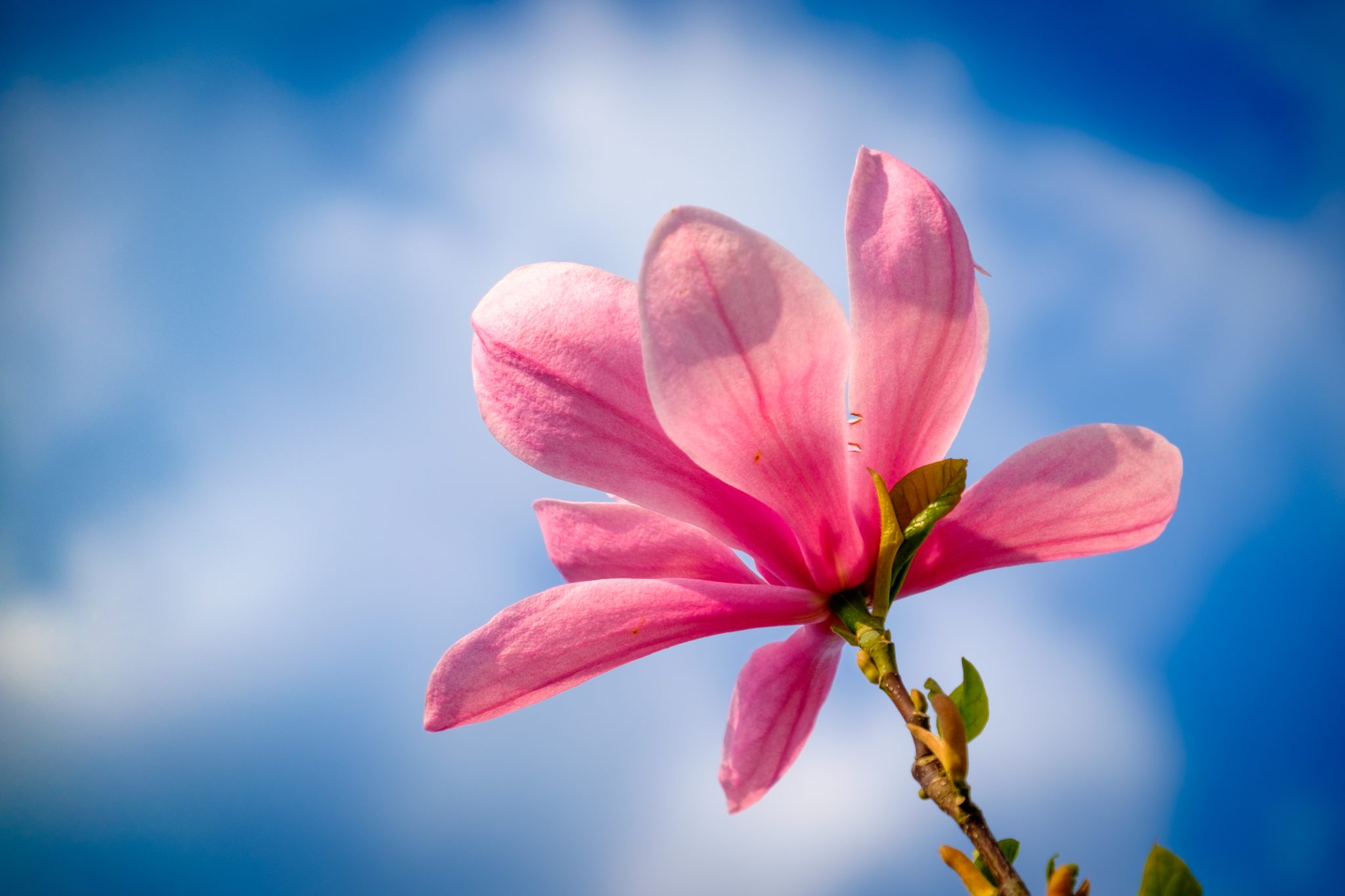 Magnolia flower against a blue sky backdrop