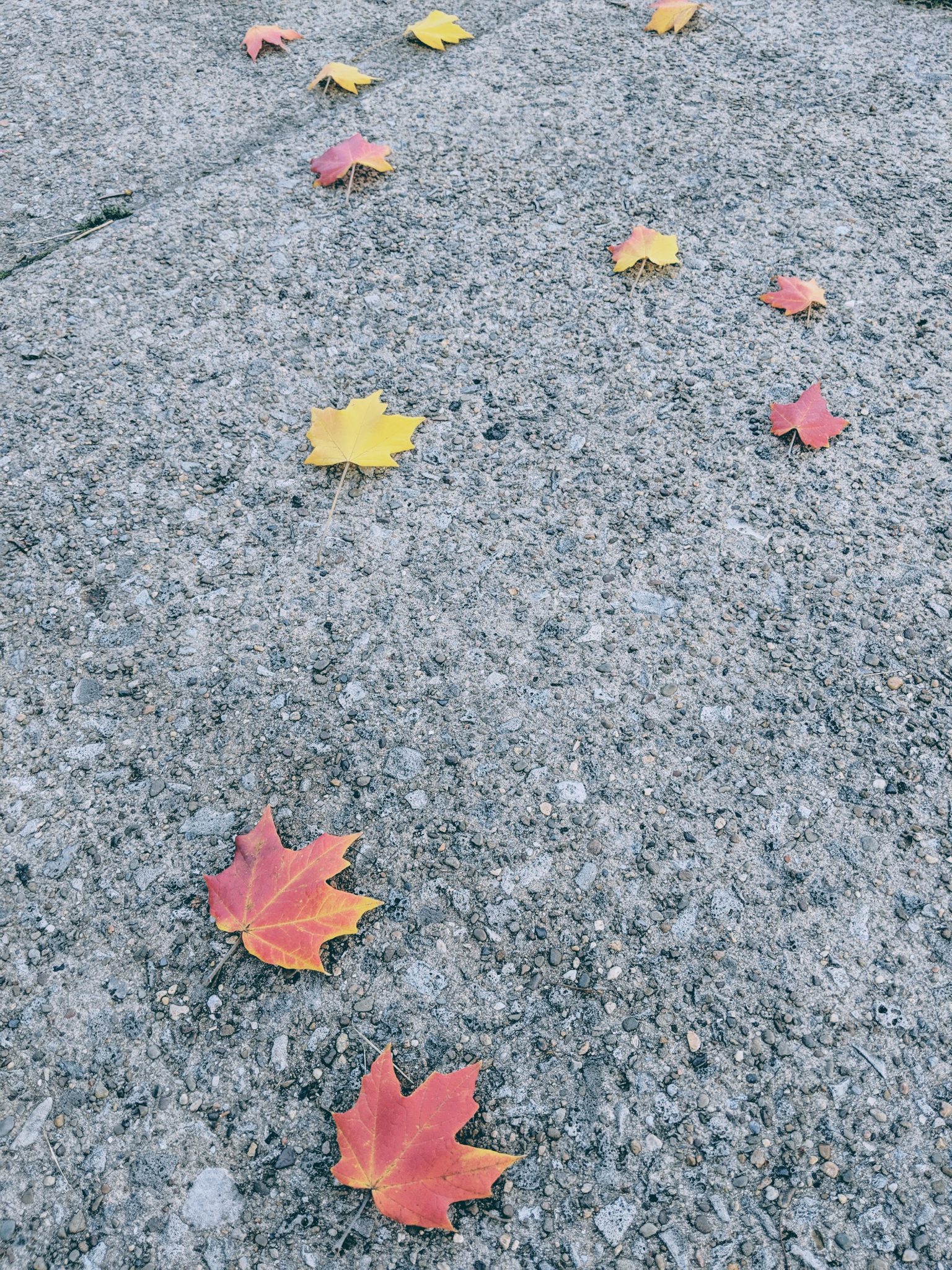 Colorful maple leaves on the ground