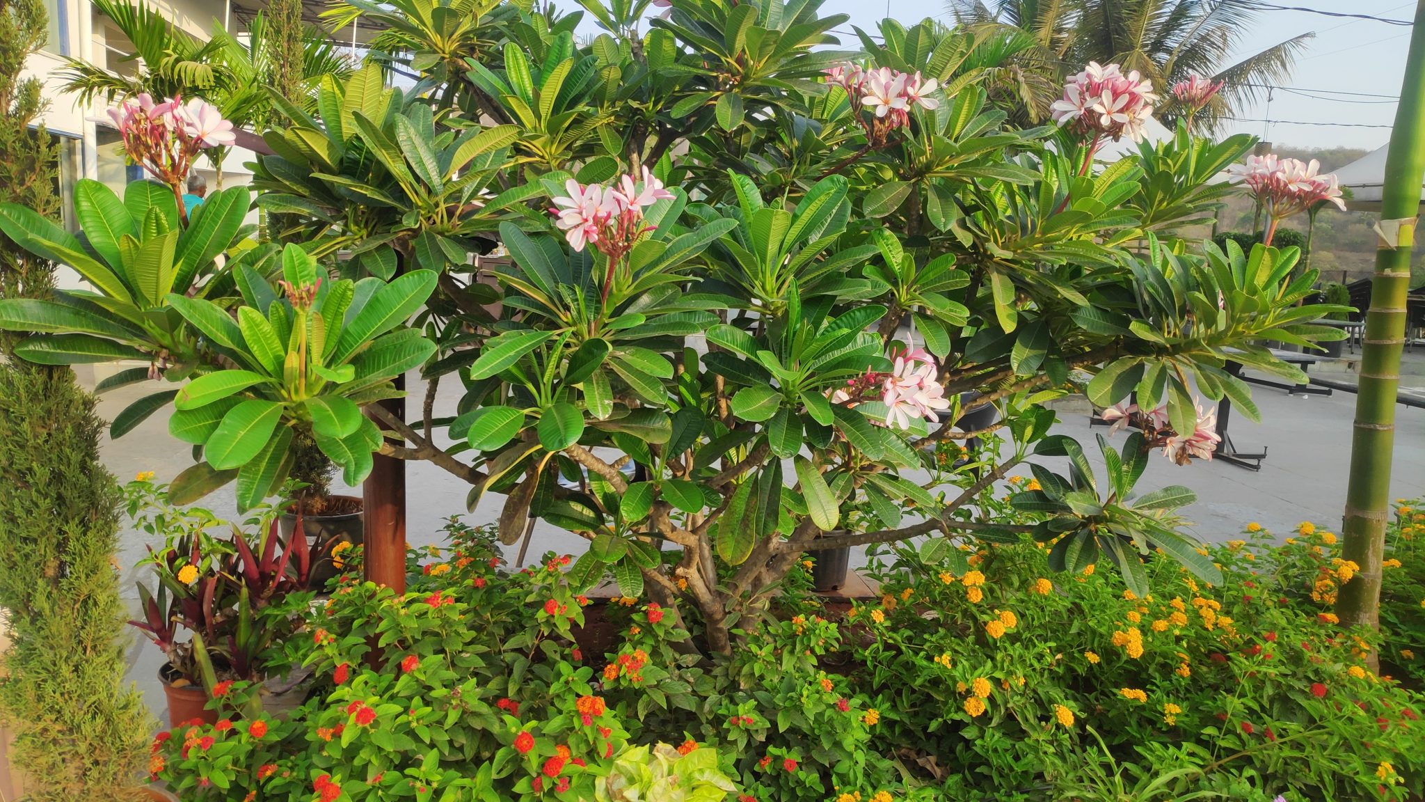 Chafa tree and flowers