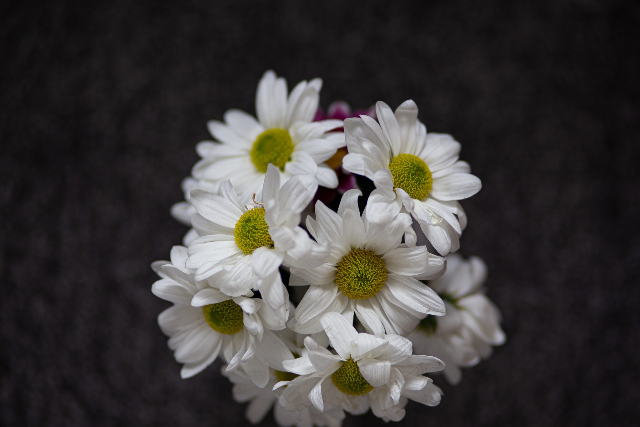 White flowers, margaritas