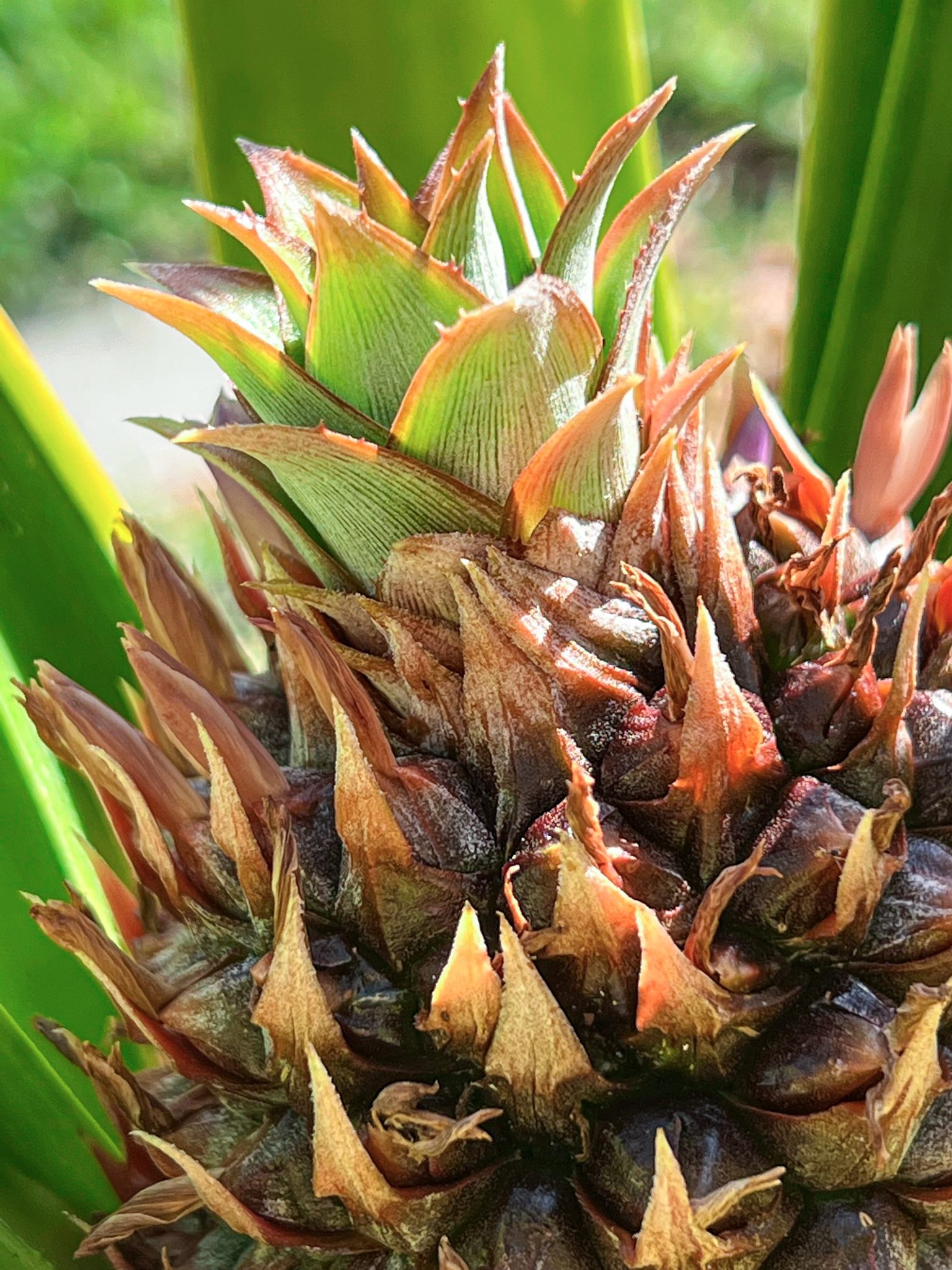 Top of a growing juvenile pineapple