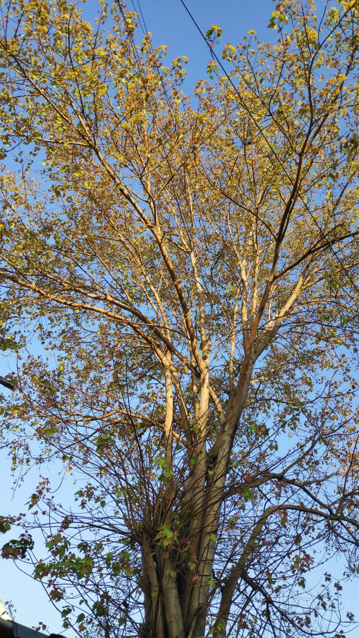Pimple tree having new leaves
