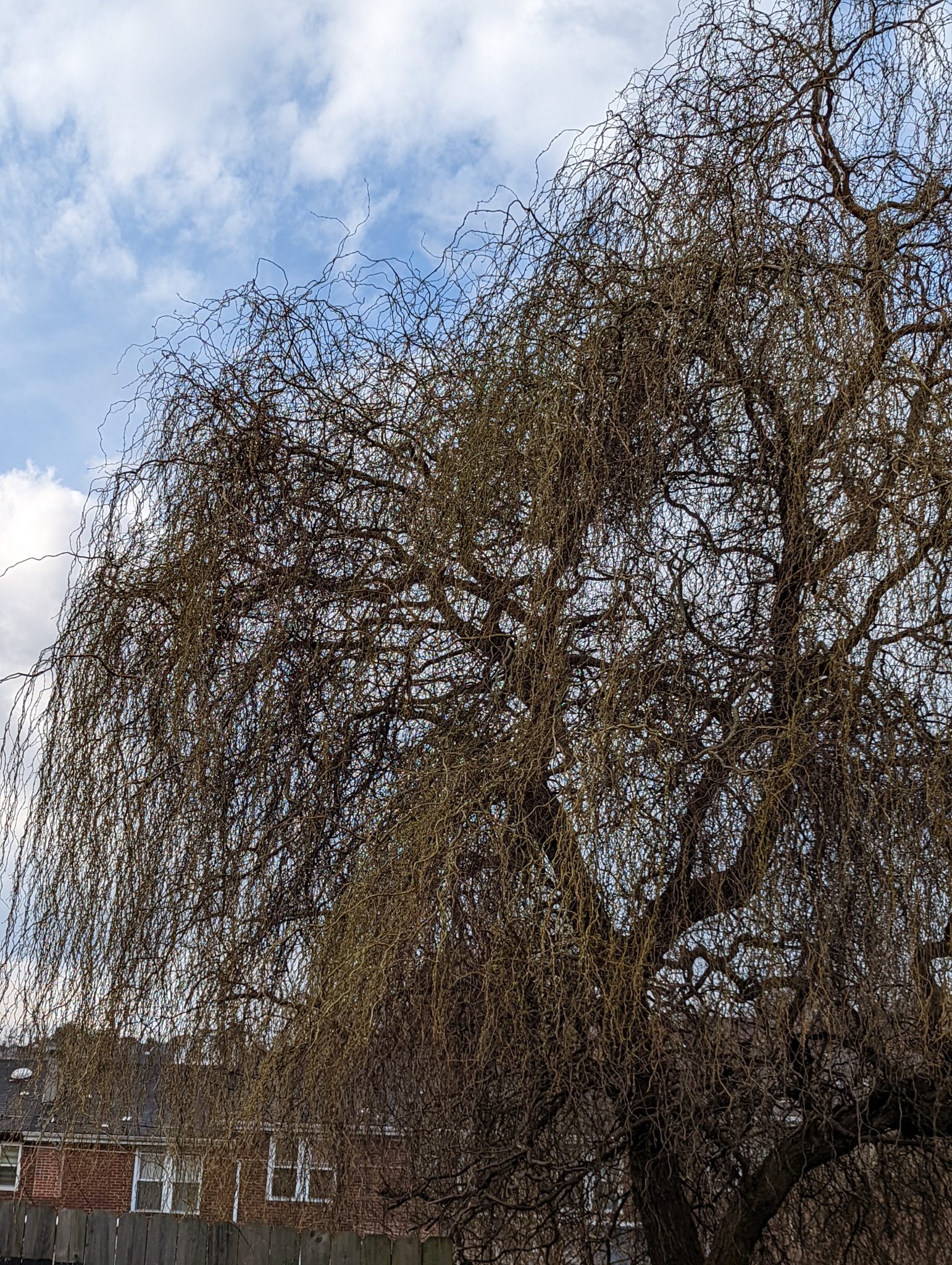 A willow tree, with just a little bit of green on it