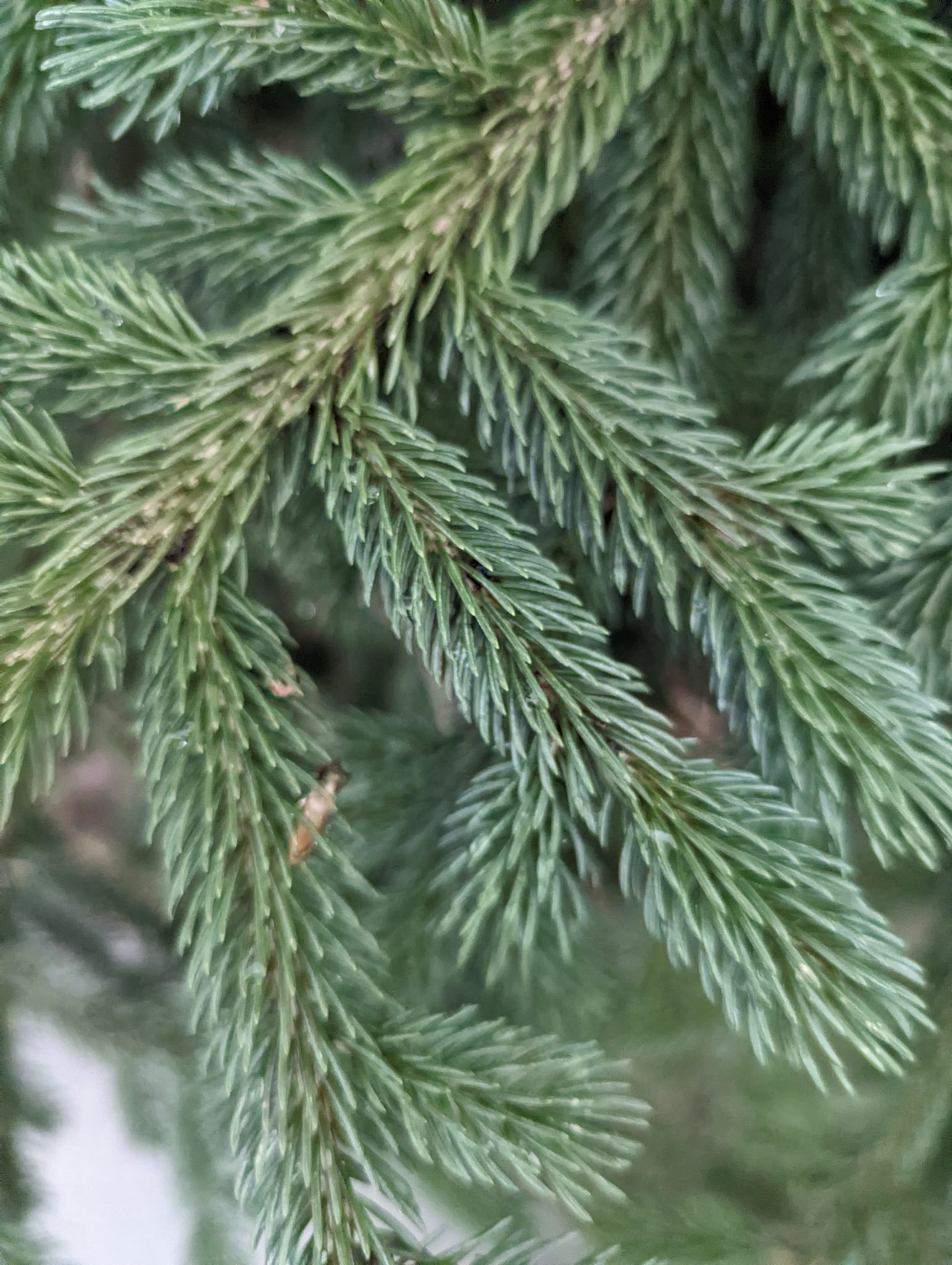 Close up of green, thin spikes growing from a tree.
