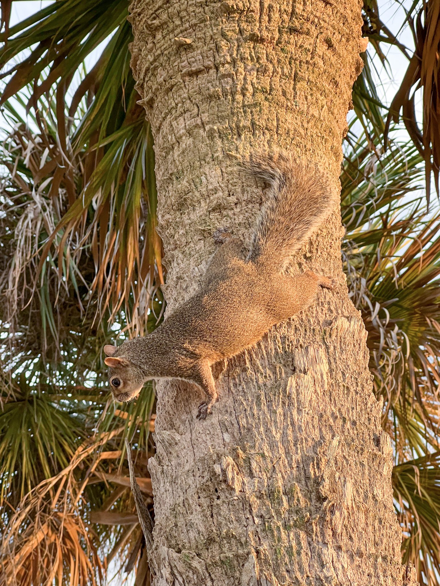 Squirrel on a palm tree at dusk