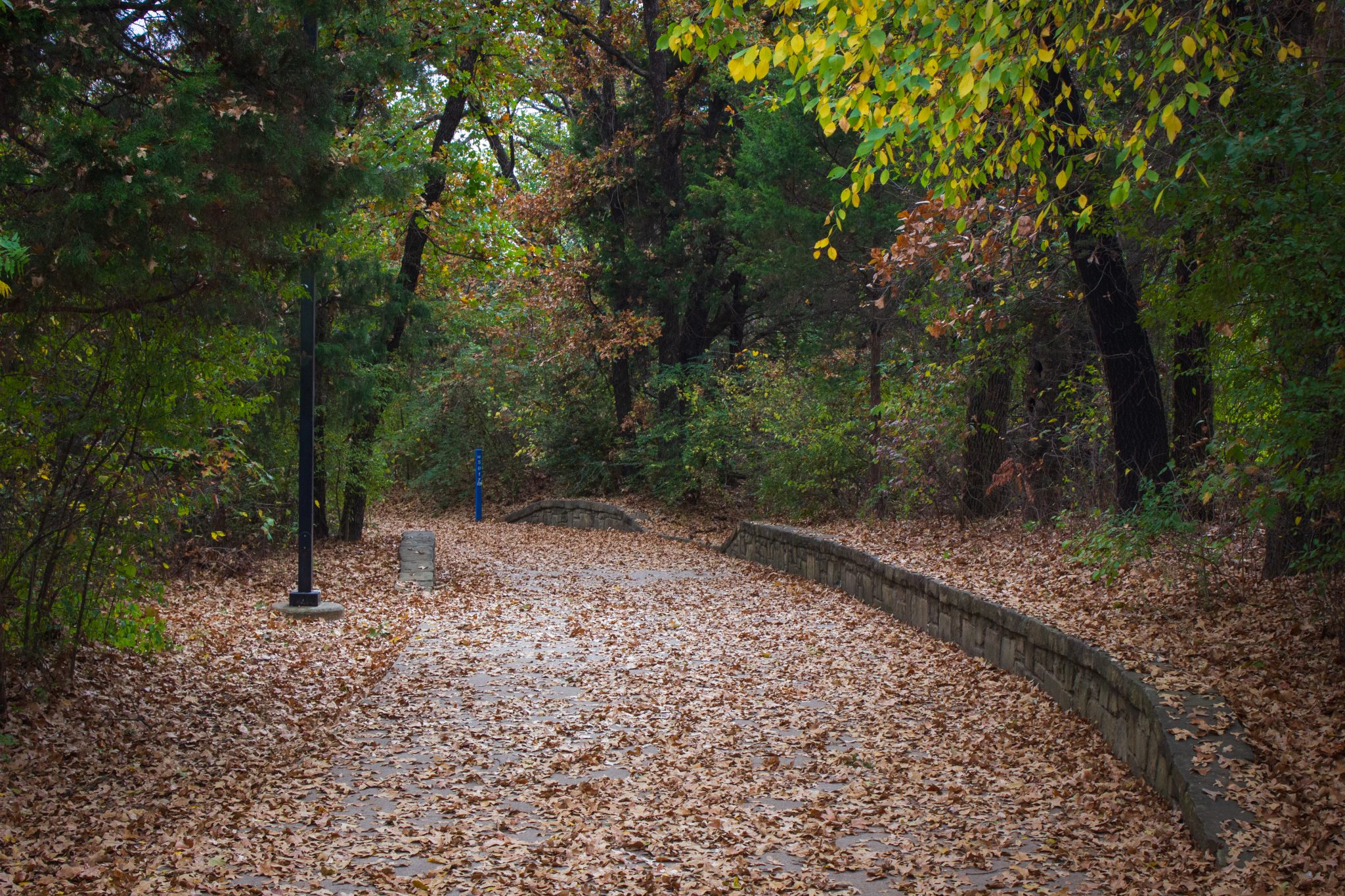 A park trail completely covered in leaves
