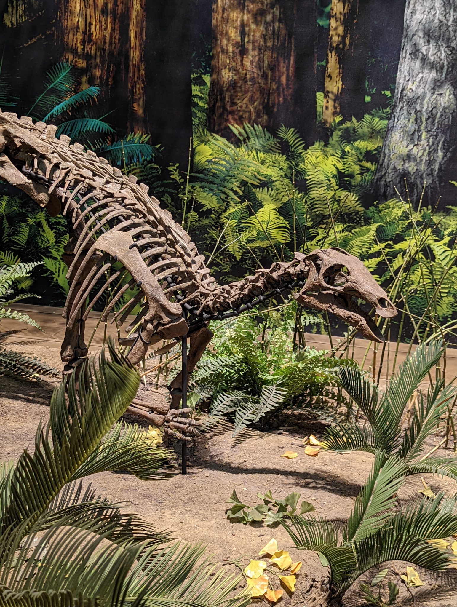 A small dinosaur skeleton on display at Pittsburgh's Carnegie Museum